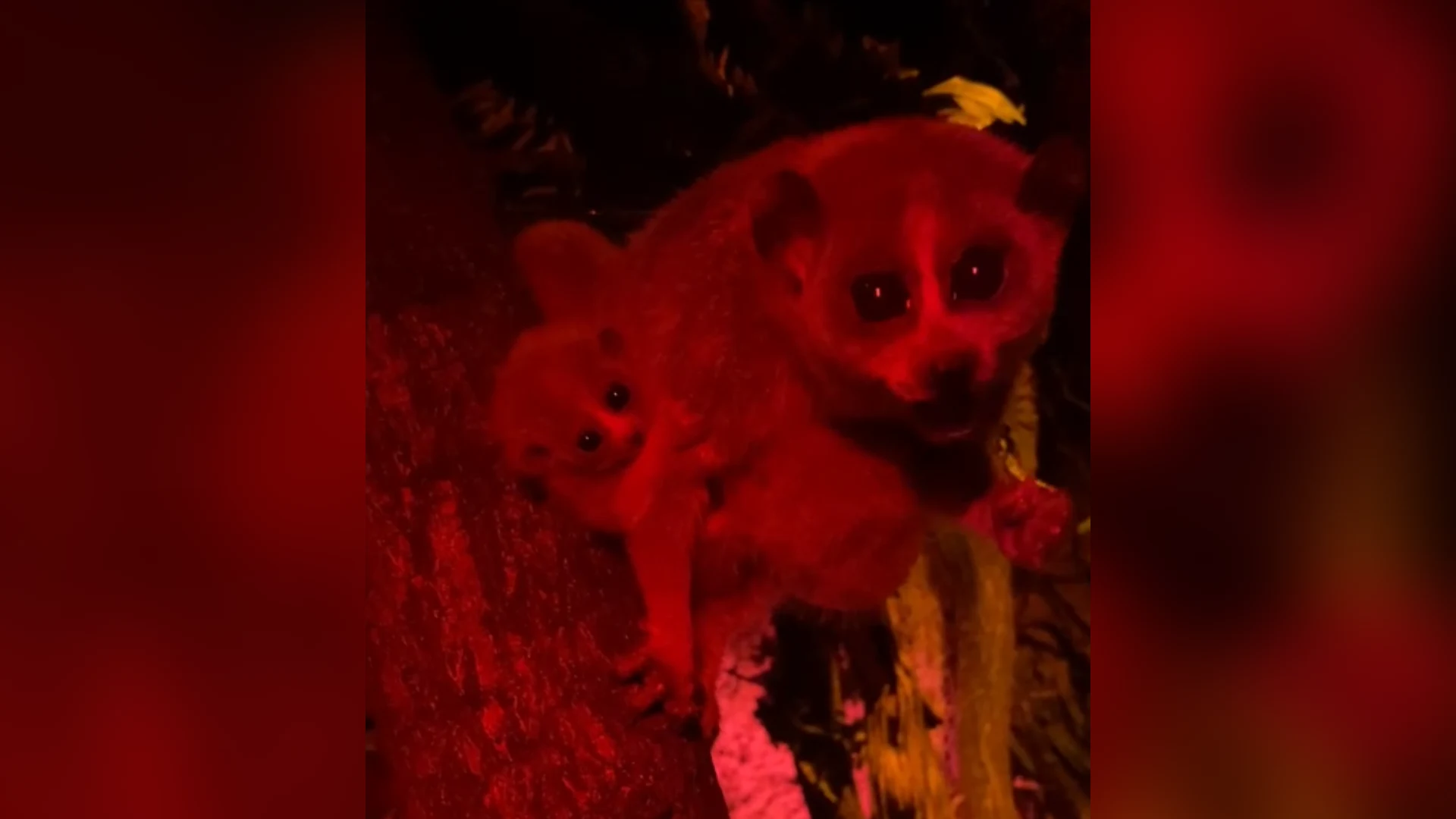DierenPark Amersfoort viert geboorte van giftige nachtaapjes