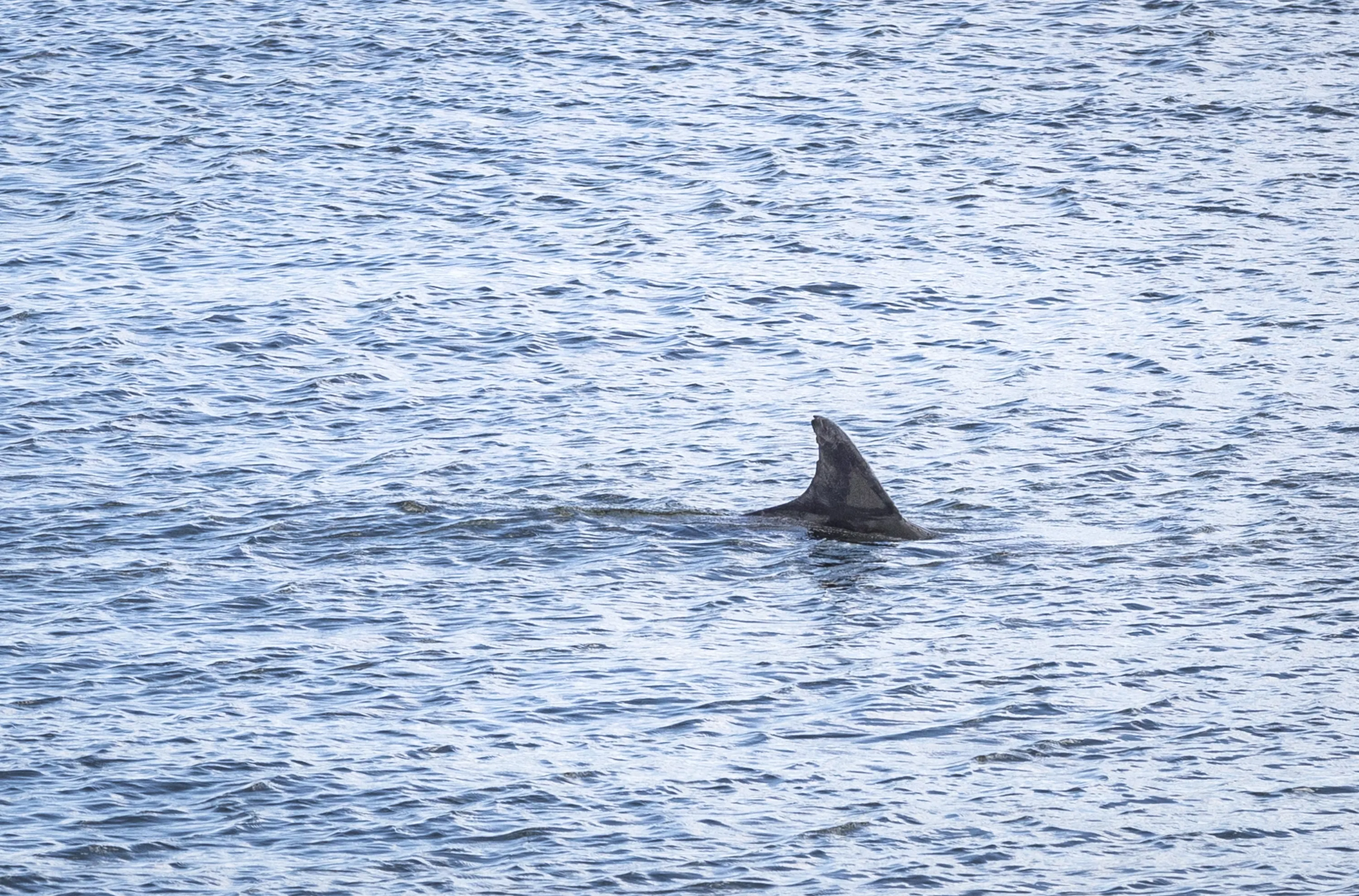 Hoera! Zafar de dolfijn is weer terug in zee