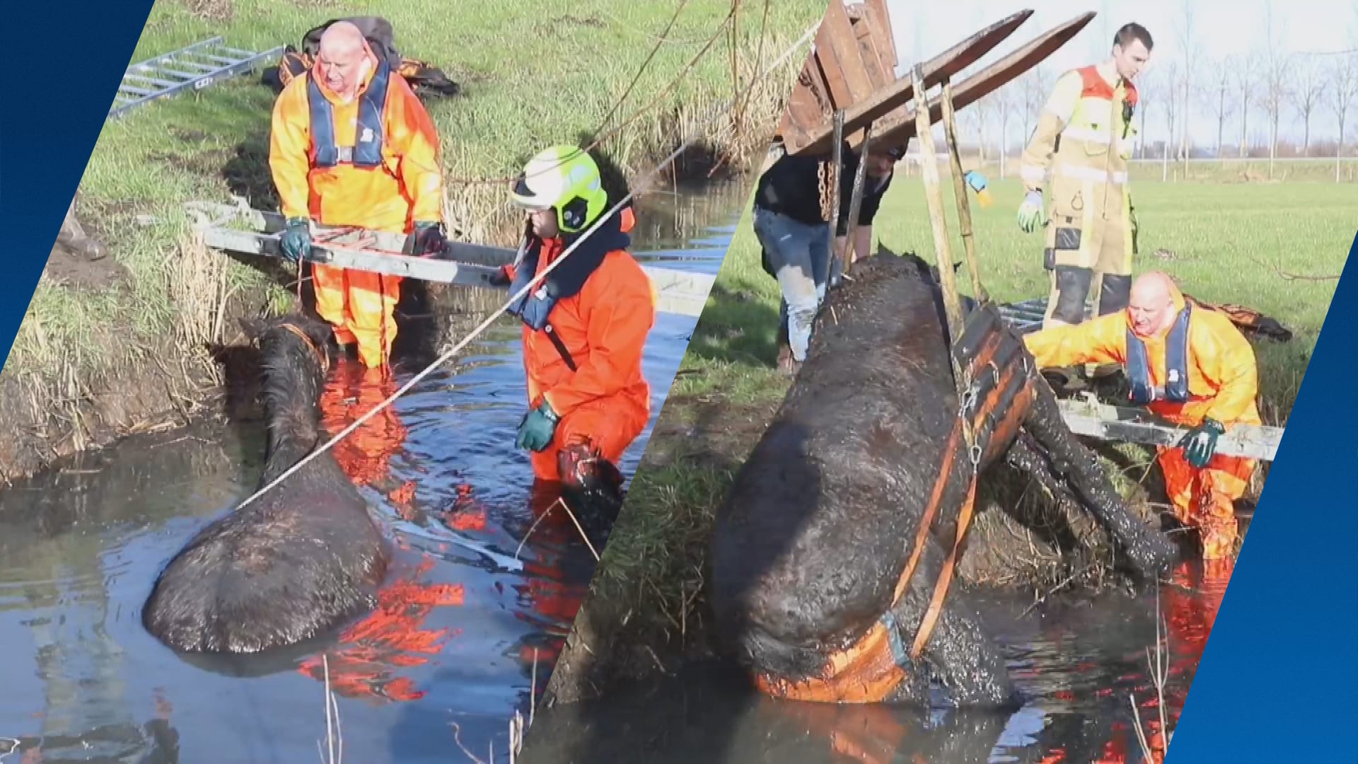 Paard zit lange tijd vast in sloot Culemborg, brandweer en boer takelen dier eruit