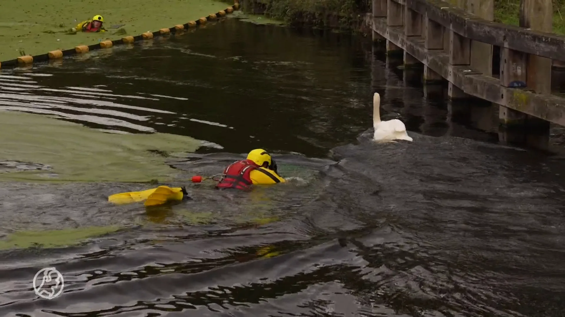 Duikers redden zwaan uit sluis in Helmond