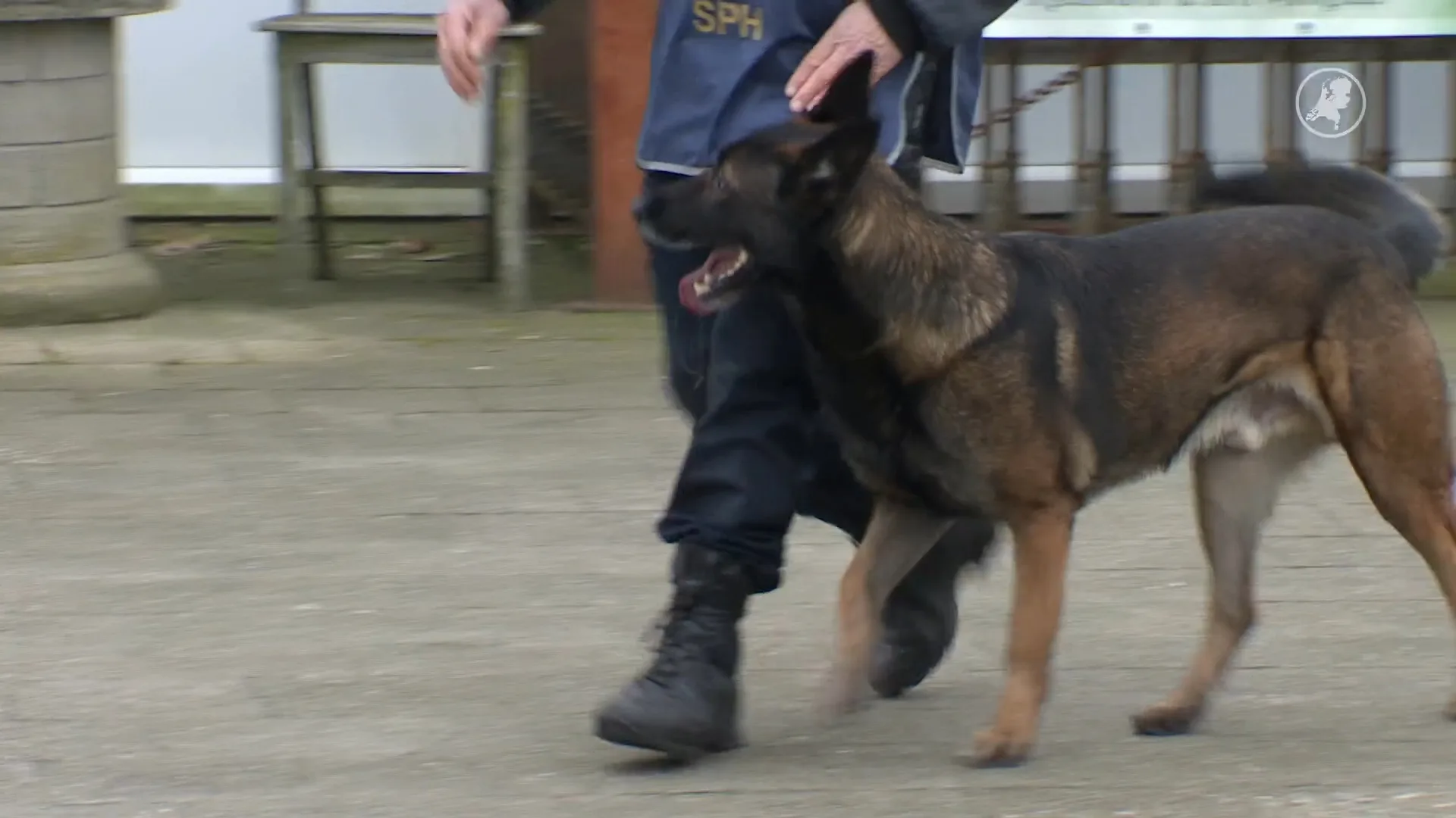 Welke viervoeter heeft de beste neus? Eerste NK Detectie ooit gehouden