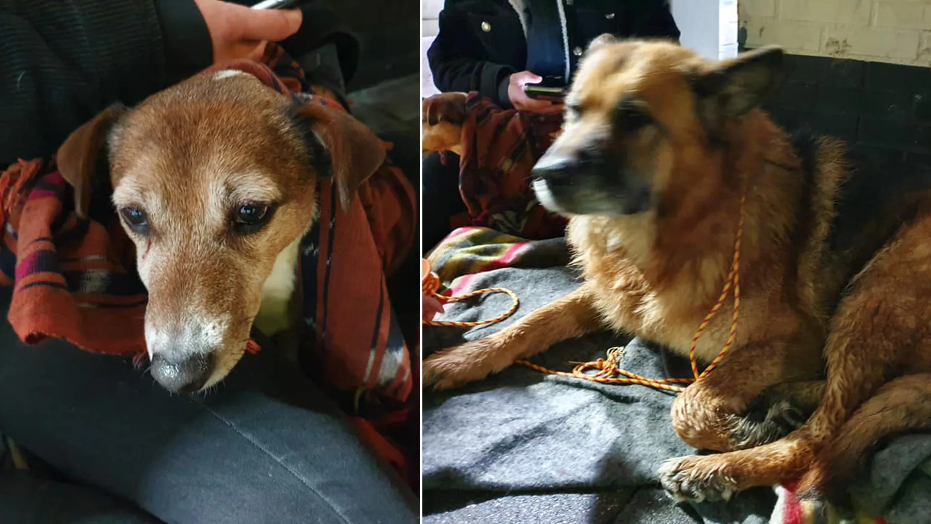 Automobilisten plukken loslopende honden van de A2 bij Liempde