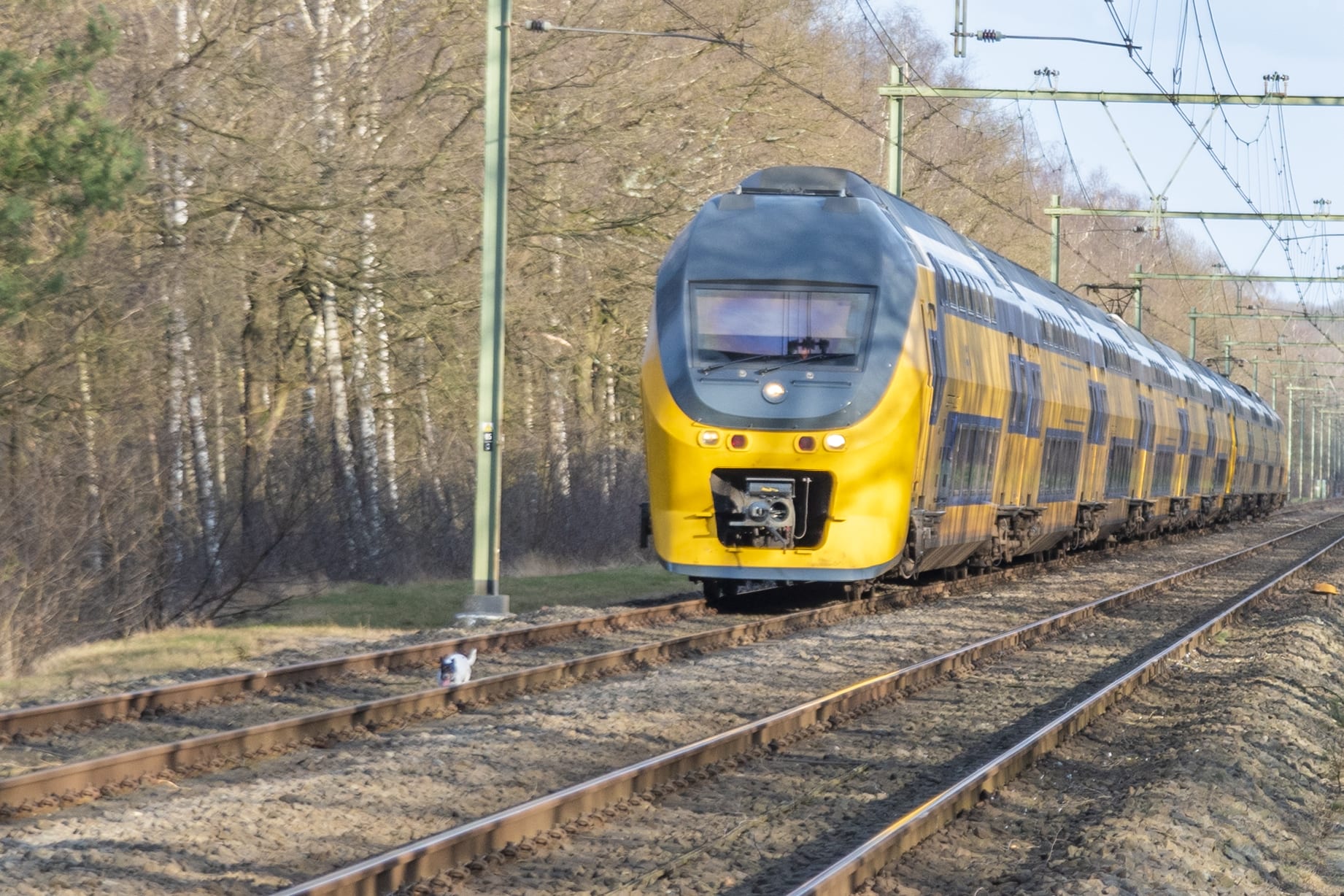 Hondje Nonna terecht na avonturen op het spoor en de busbaan