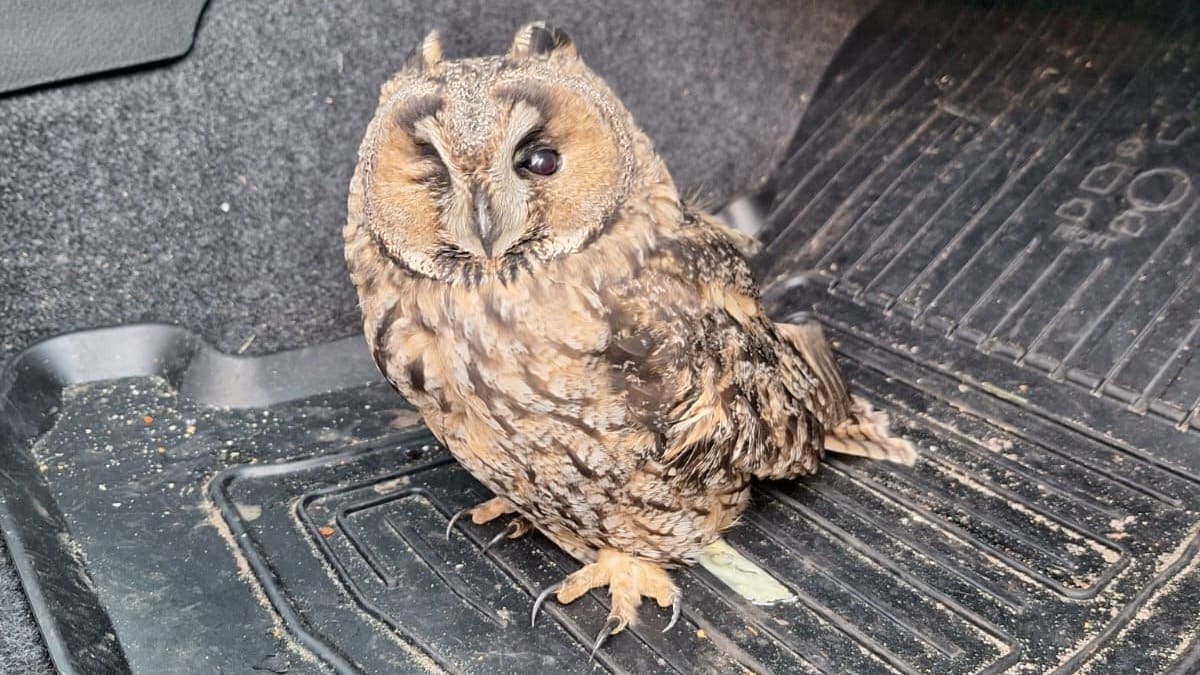 Weginspecteur Rijkswaterstaat krijgt bijzondere passagier in auto 