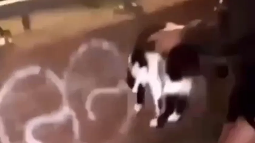 Jongens gooien kat van hoge brug, politie start onderzoek