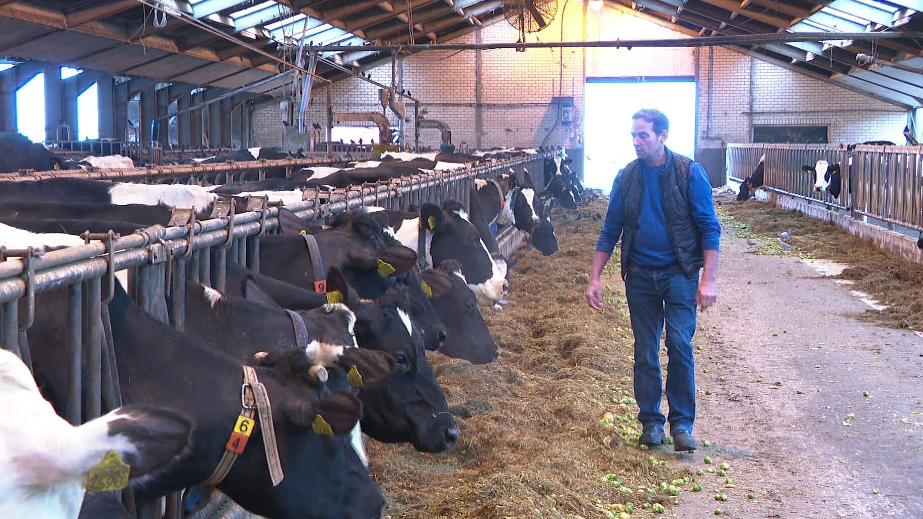 De koeien van André zijn ziek door zwerfstroom: 'Het lijkt hier wel vervloekt' 