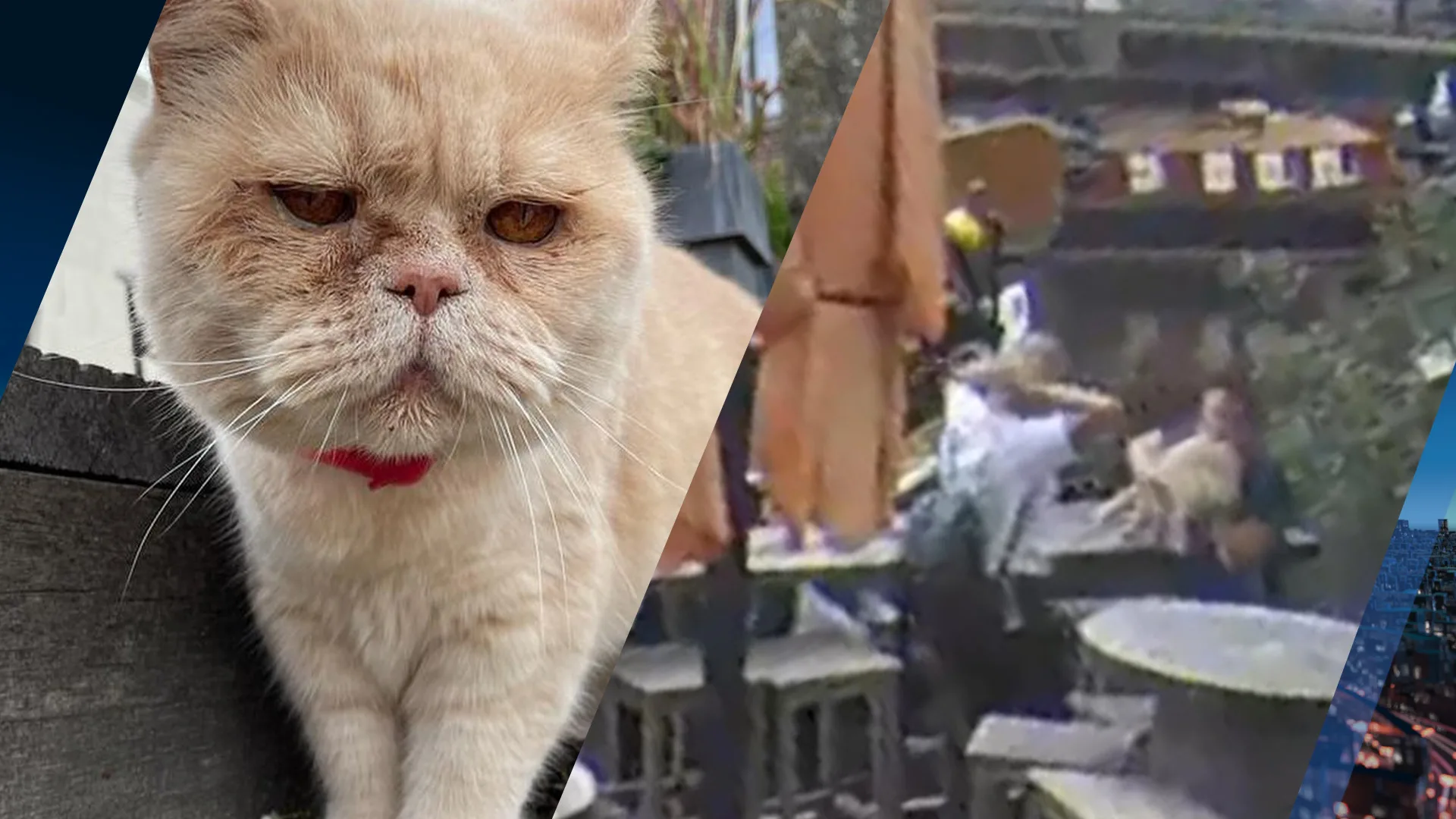 Kat Lex ontvoerd, baasjes verbijsterd na zien beelden: 'Van de zotte'