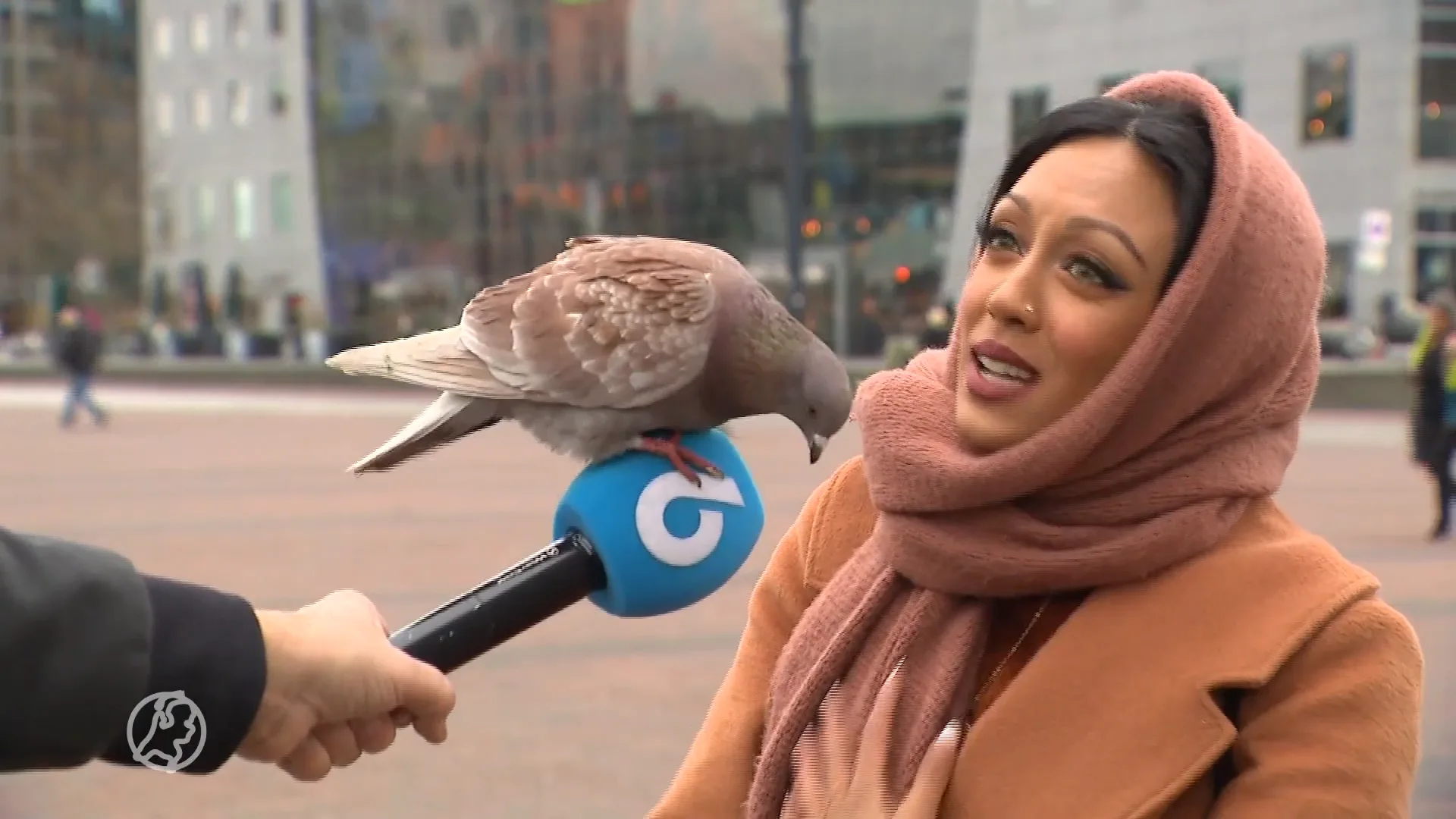 Duivenvrouwtje Aash ontfermt zich over vogels met verminkte pootjes: 'Ieder leven telt'