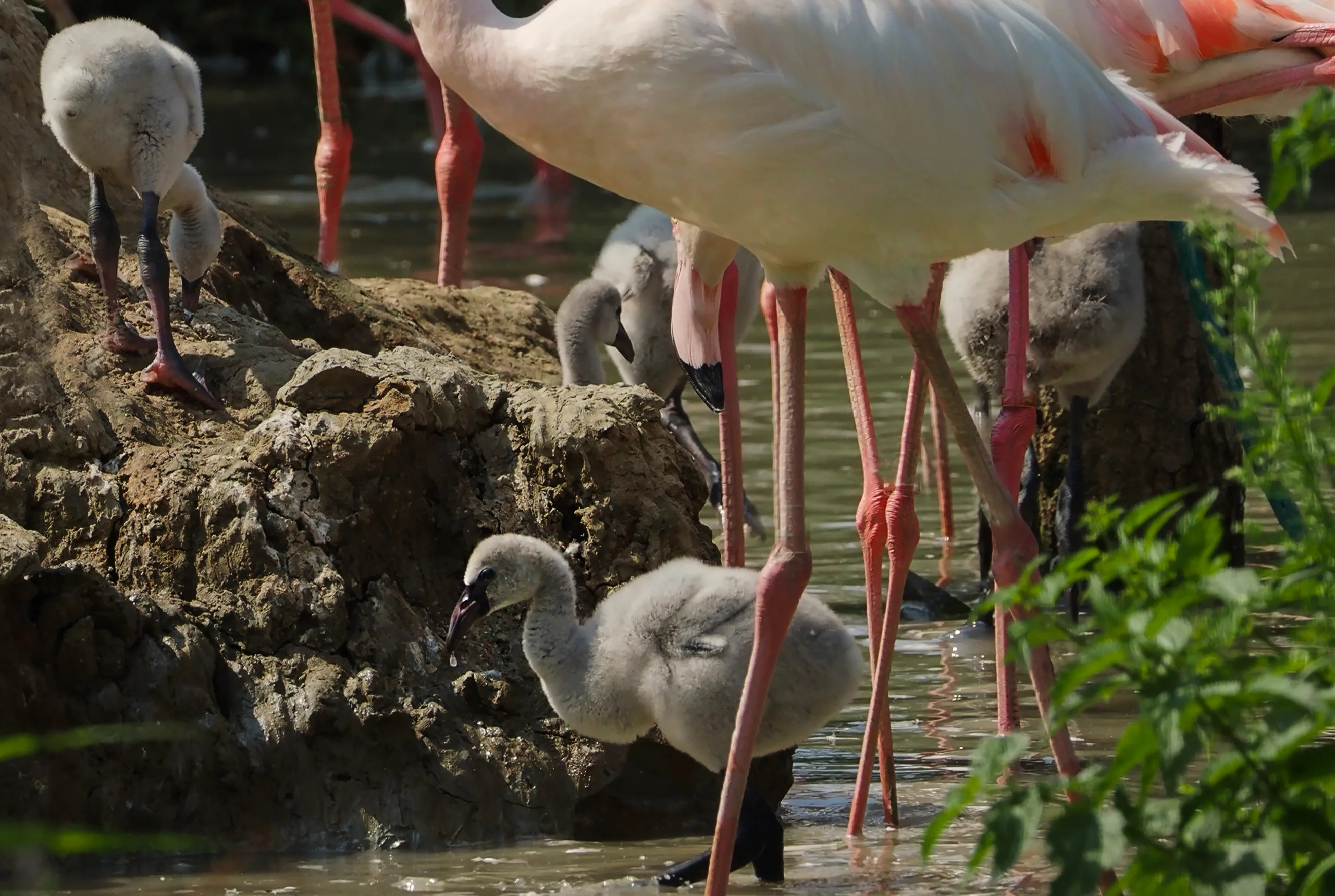 Roze week in Safaripark Beekse Bergen: acht flamingo's zien levenslicht