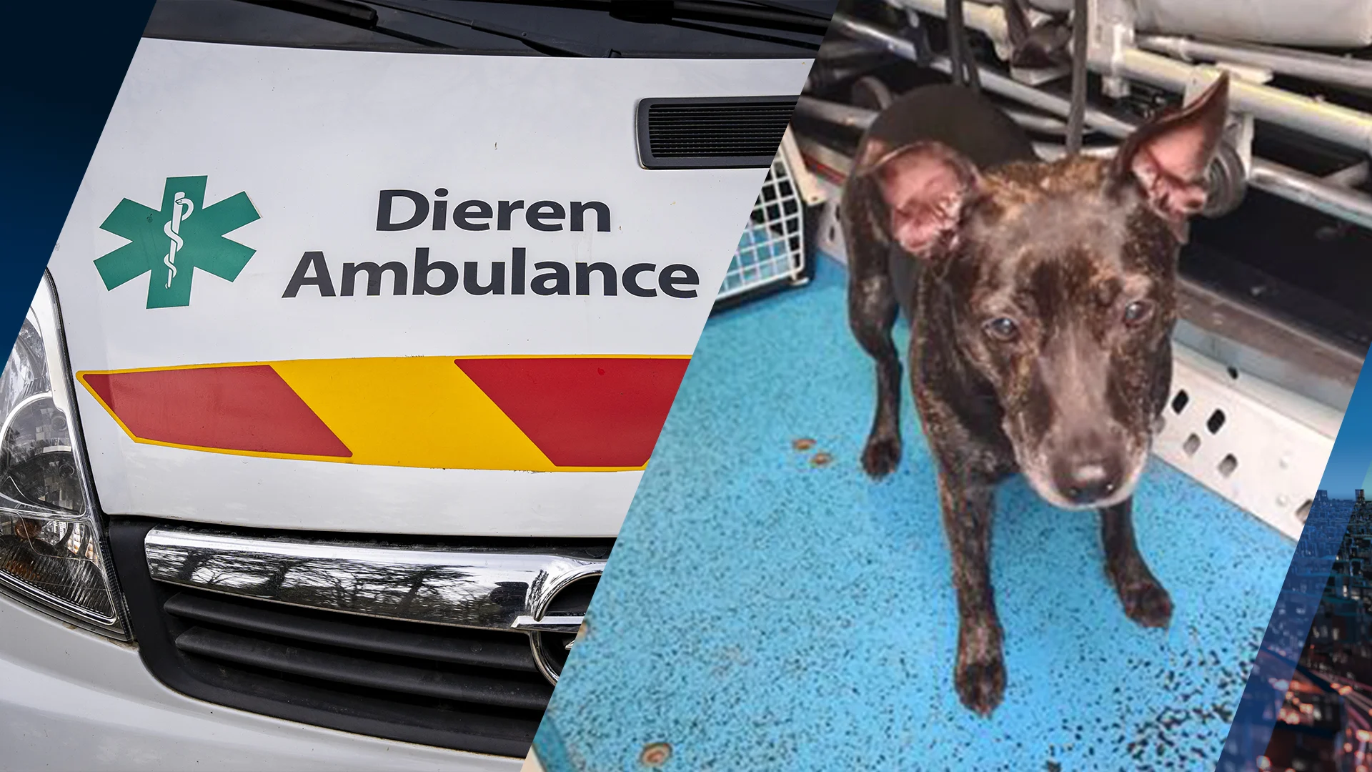 Hond Daisy gedumpt door automobilist, zoektocht leidt naar verwarde eigenaar