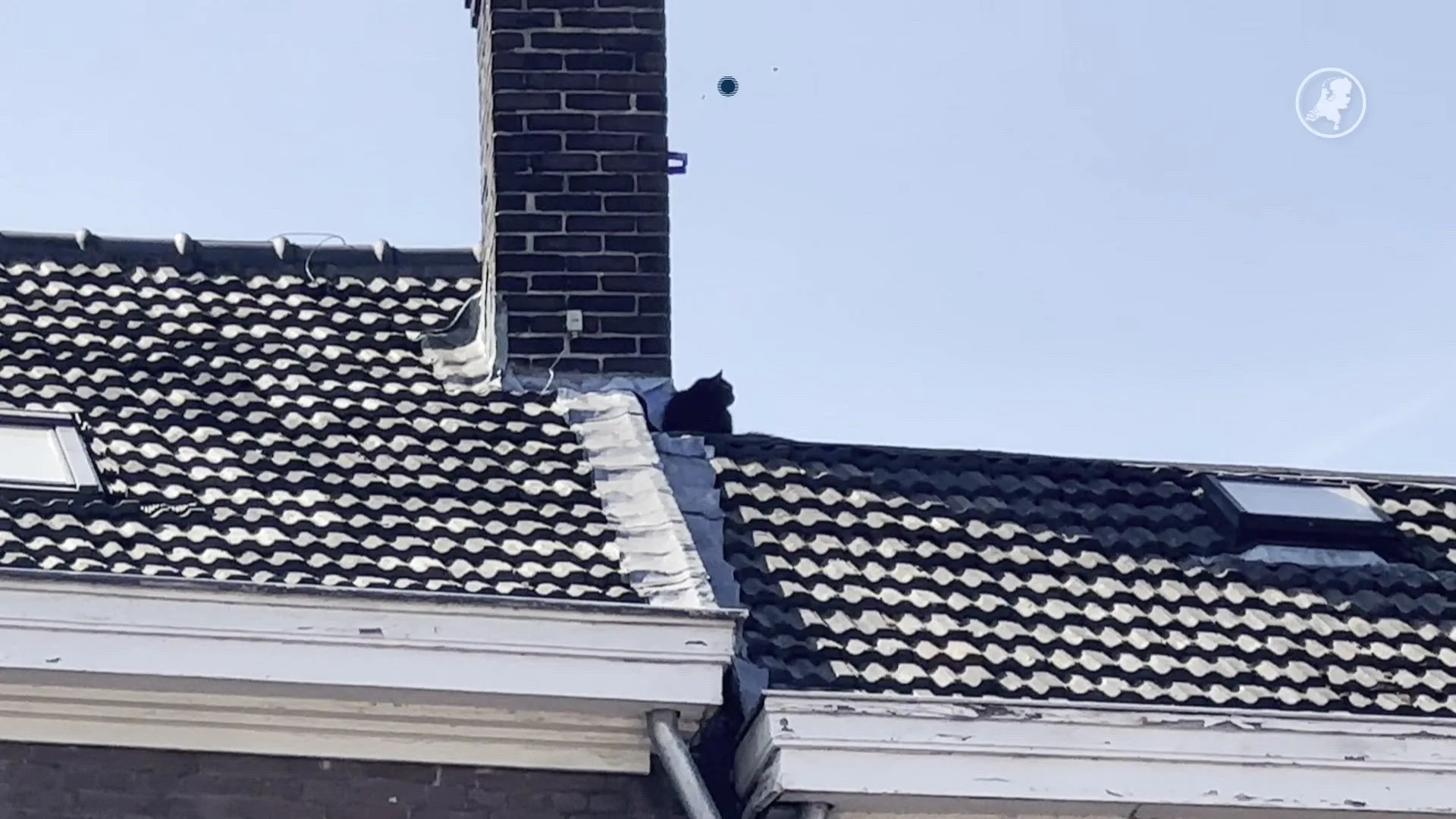 Maastricht kijkt toe: ontsnapte kat zorgt voor spektakel op het dak