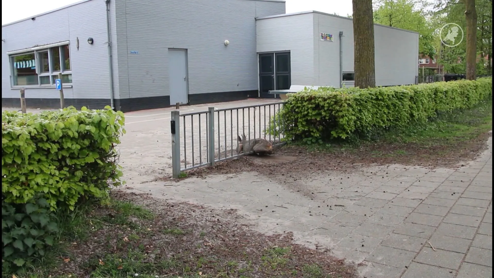 Opvallende redding: ree vast bij school in Zutphen