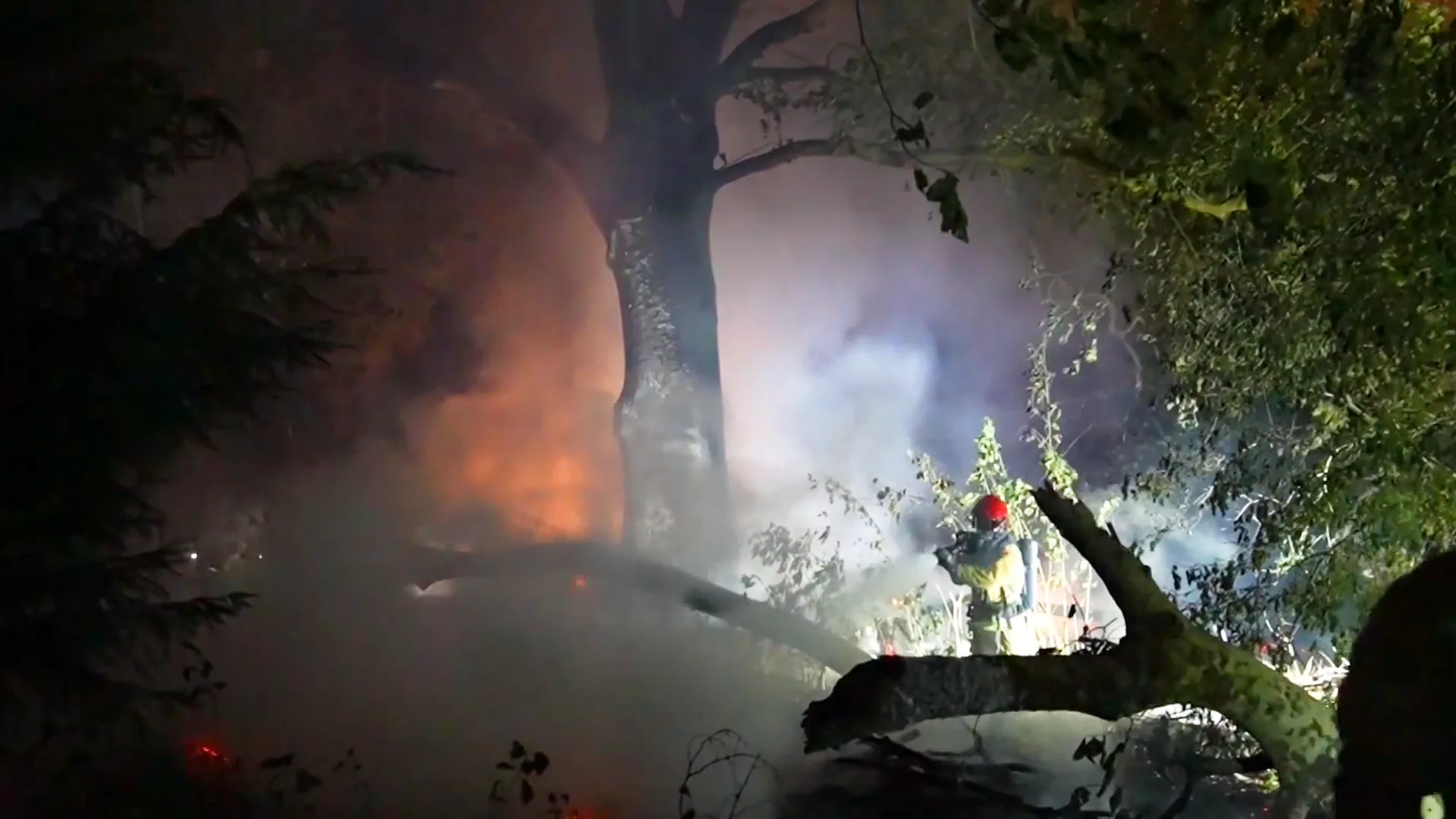 Drie tieners opgepakt voor brandstichting bij een van oudste bomen Nederland