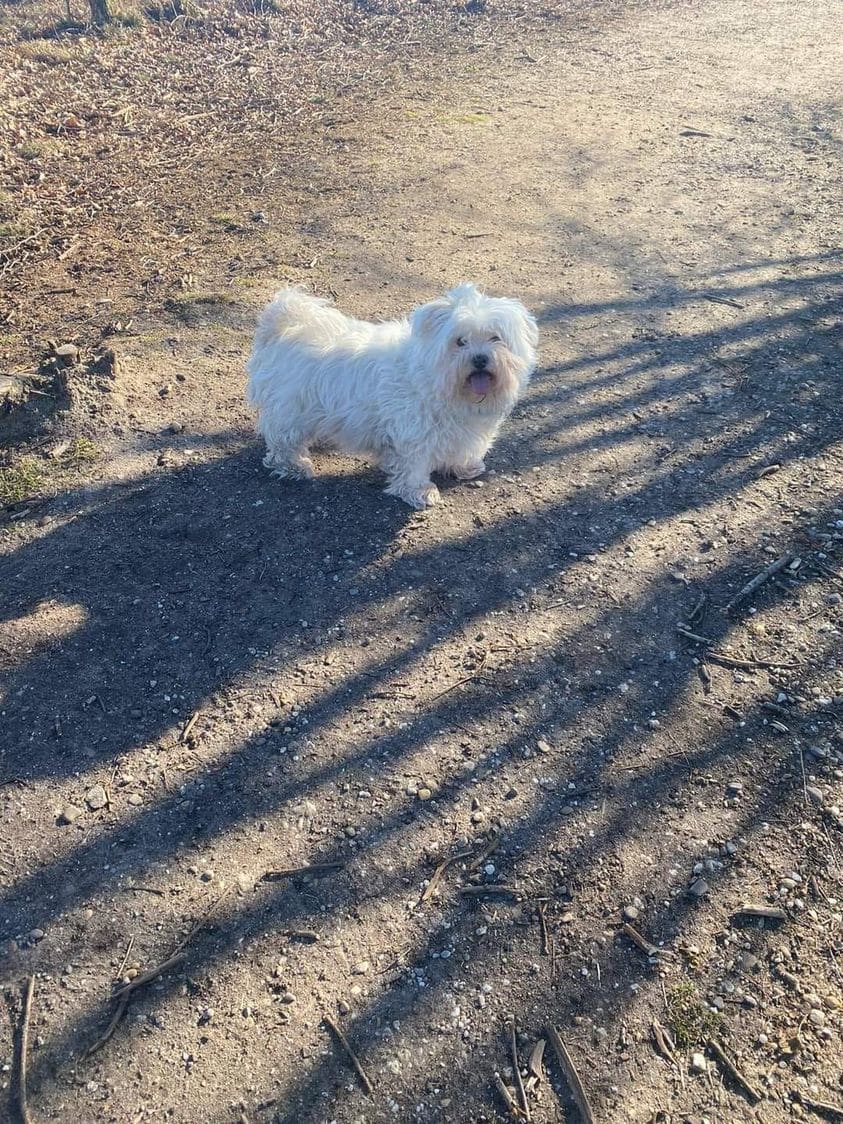 Maltezer Stacey doodgebeten door Duitse herder: eigenaar onvindbaar