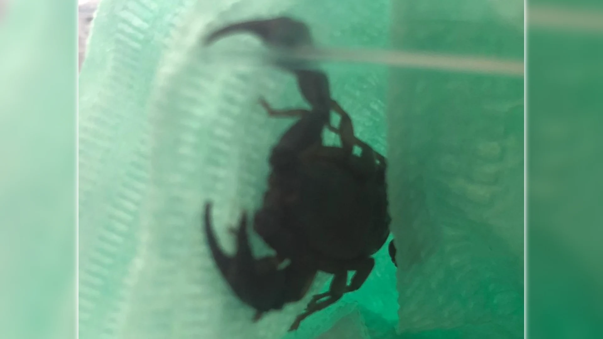 Toerist schrikt van keizersschorpioen bij openen tas na terugkeer in Nederland