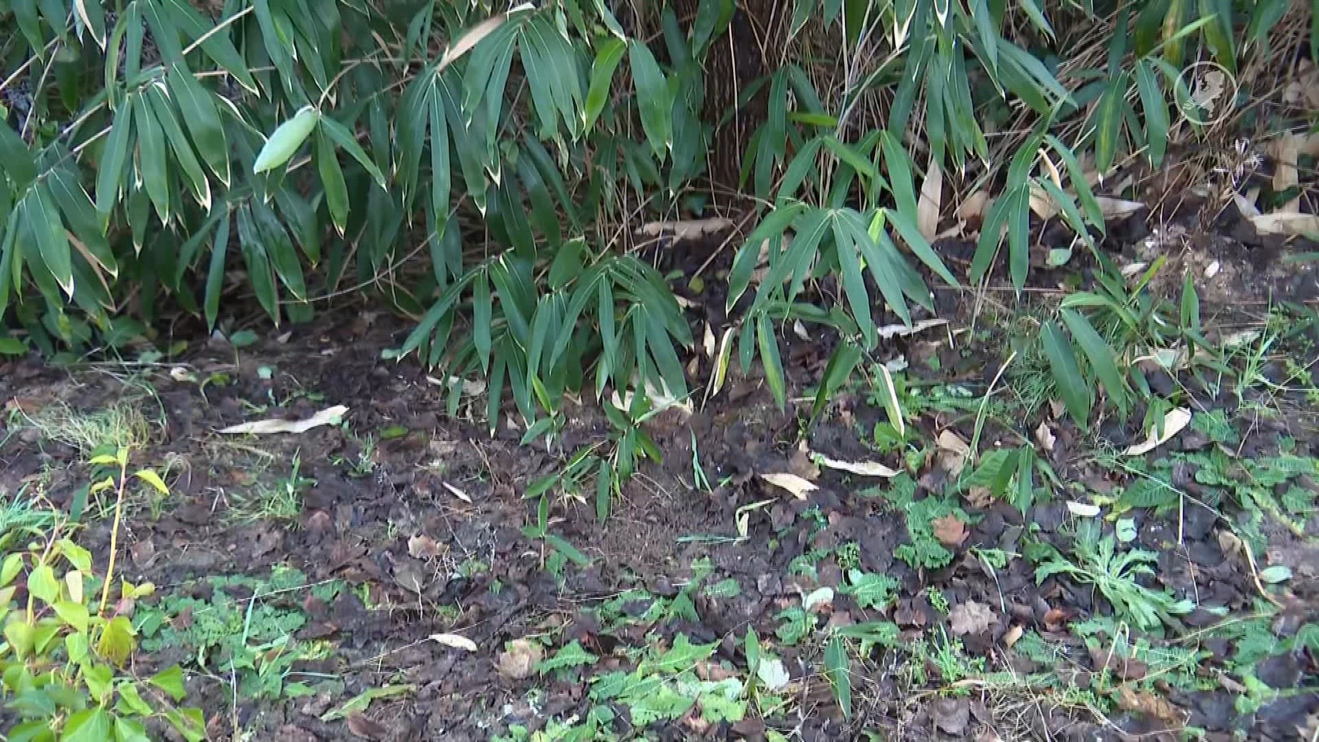 Bevers zorgen voor ellende in Nijmegen