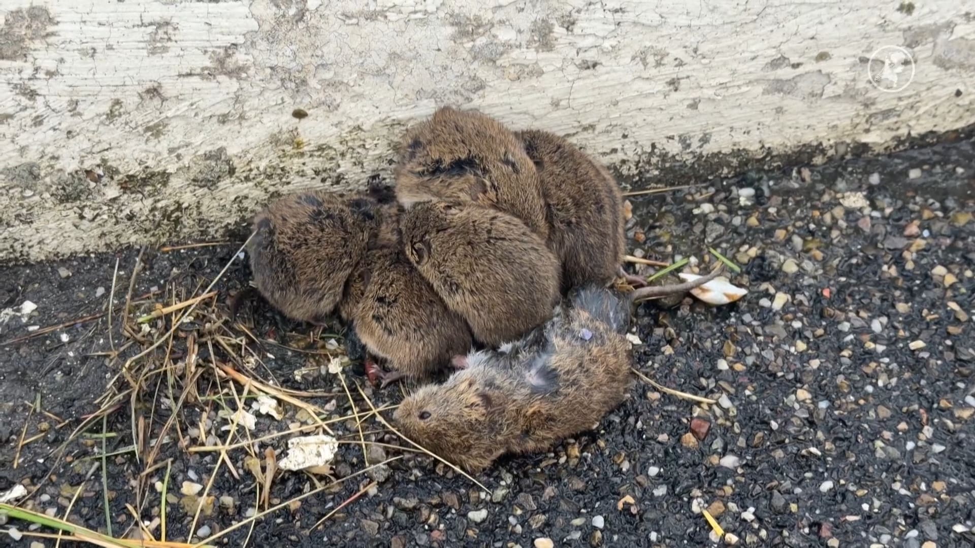Dieren in nood door opkomend hoogwater bij Holwert