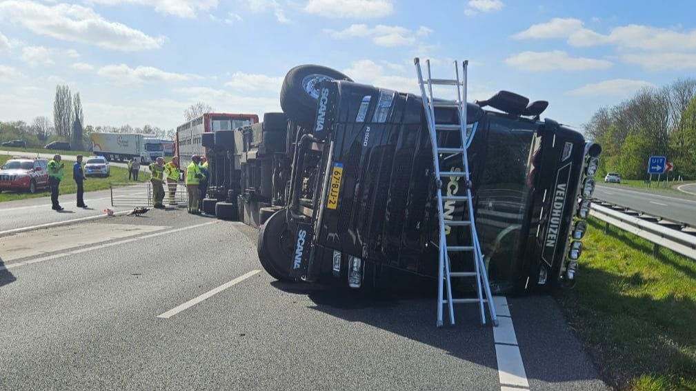 Vrachtwagen vol biggetjes gekanteld op A18, snelweg dicht