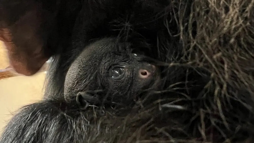 Zeldzame slingeraap geboren in GaiaZOO in Limburg