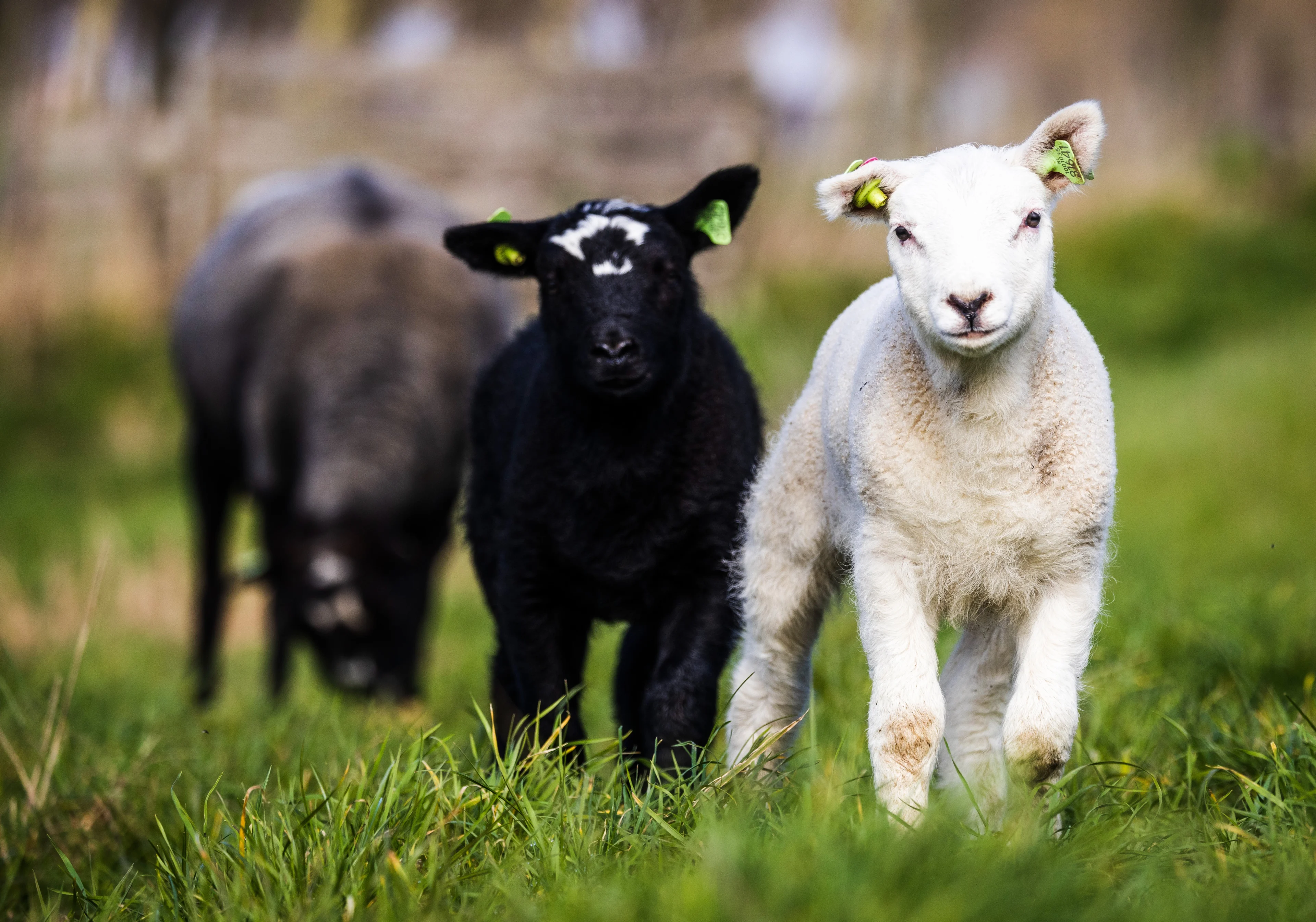 De lente is begonnen, maar zonnetje laat op zich wachten