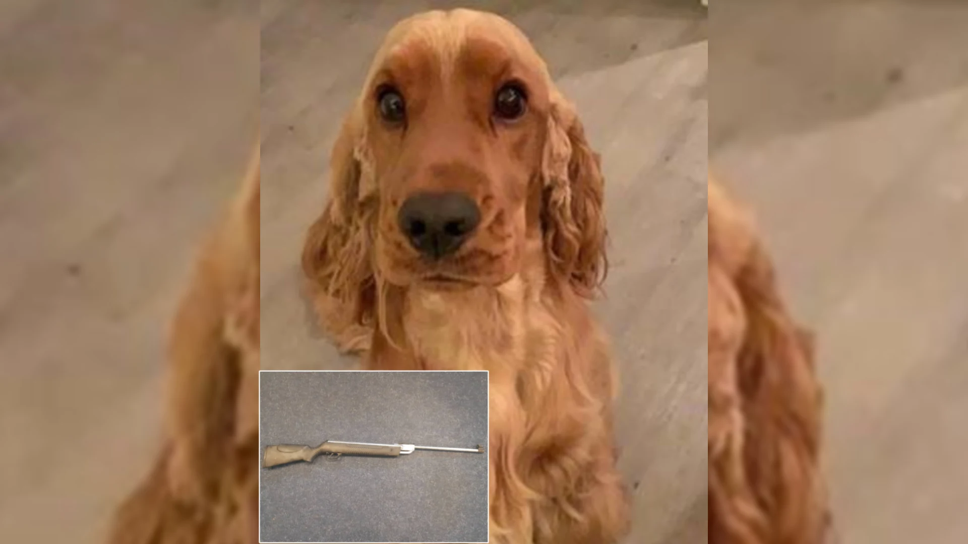 Luchtbuks wordt hond George fataal: 'Ik snap niet dat iemand meteen een geweer pakt'