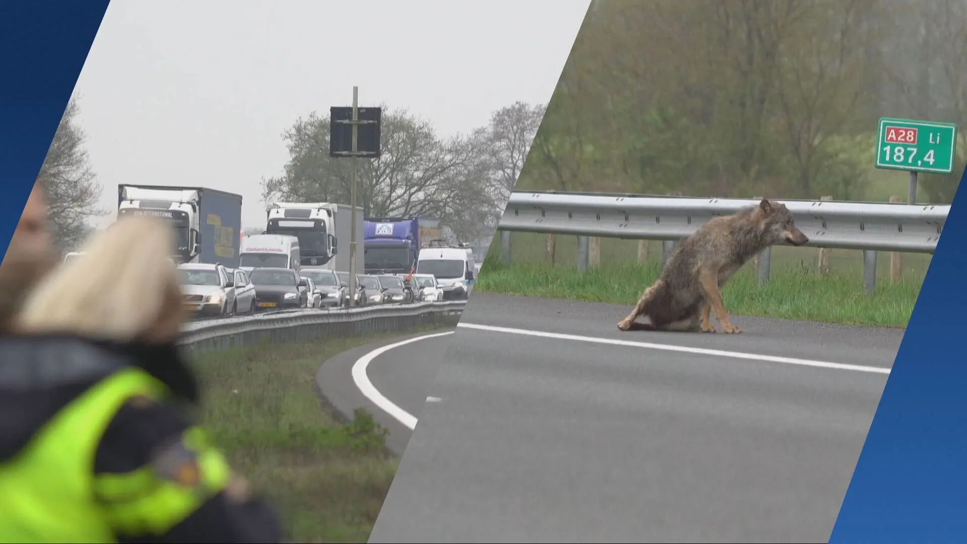 Wolf van weg gehaald, A28 bij Vries weer vrij