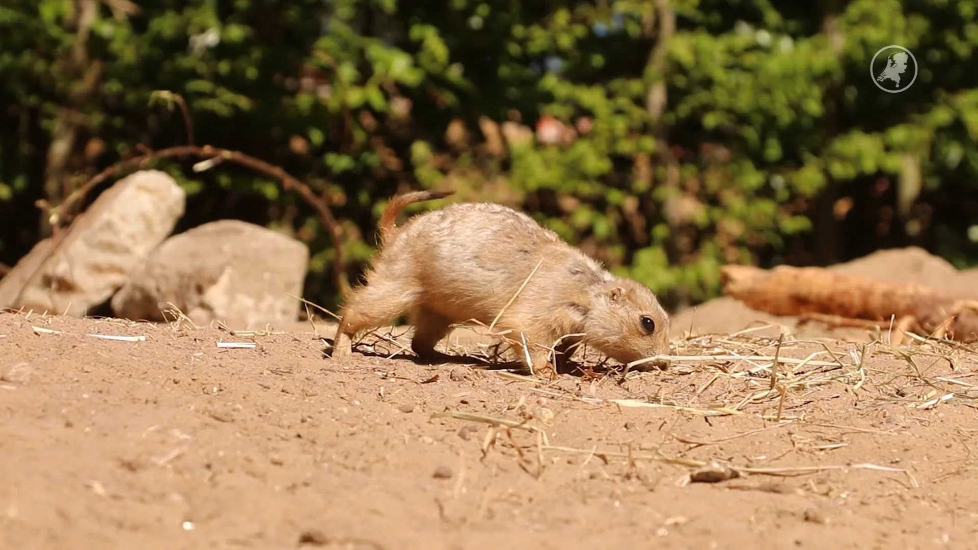 Tientallen prairiehondjes geboren in Dierenpark Amersfoort
