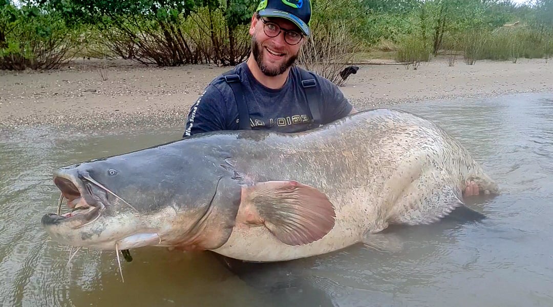 Honderd kilo schoon aan de haak: Tobias vangt grootste meerval ooit in Nederland