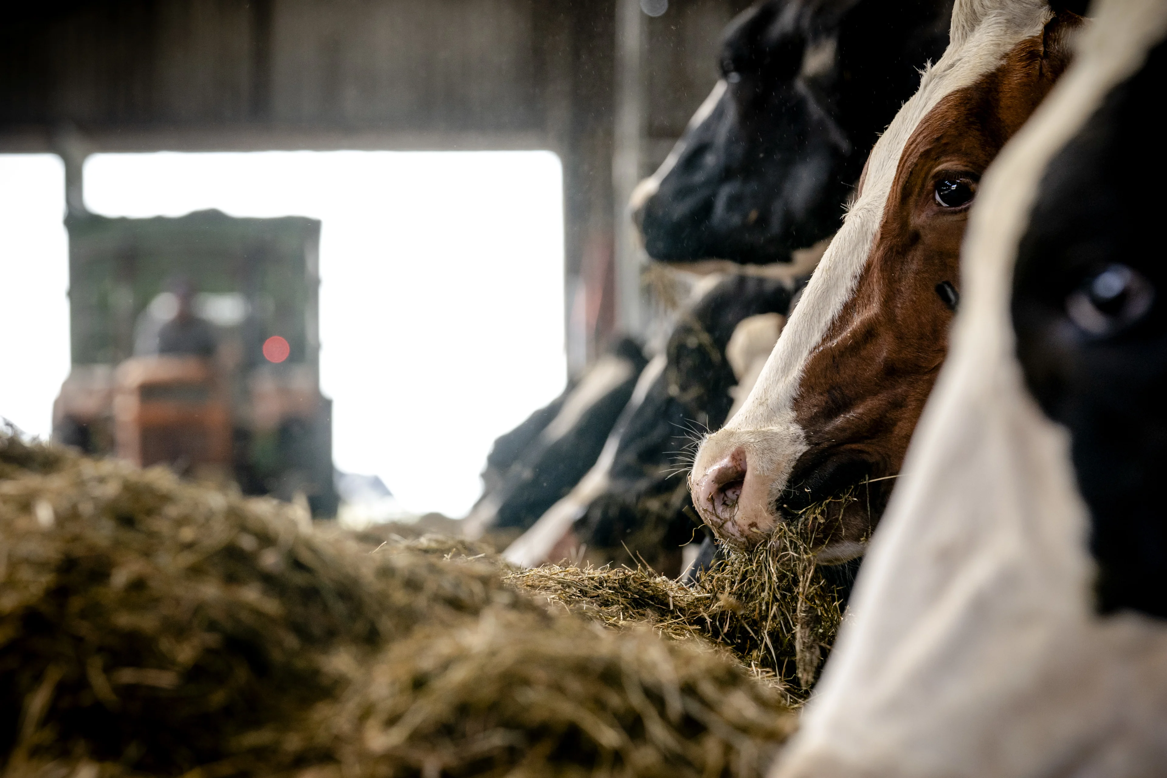 'Omstreden veevoermaatregel gaat tóch niet door, te weinig stikstofwinst'