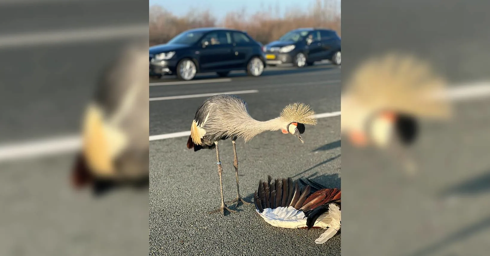 Aangrijpend: kraanvogel wijkt niet van zijde overleden maatje op A2