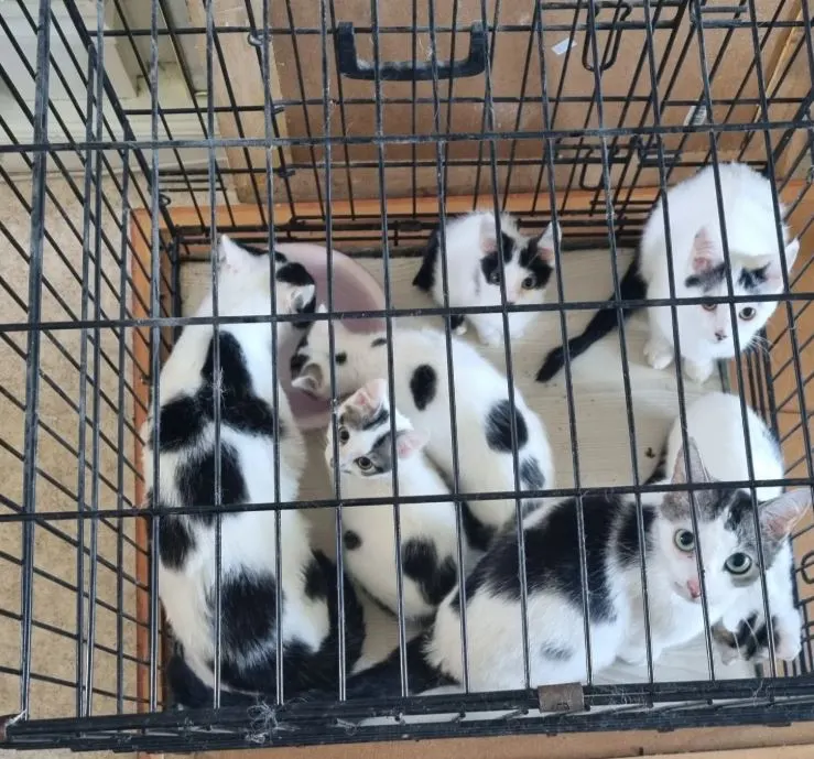 Dertien inteelt-katten verwaarloosd aangetroffen in woning Roosendaal