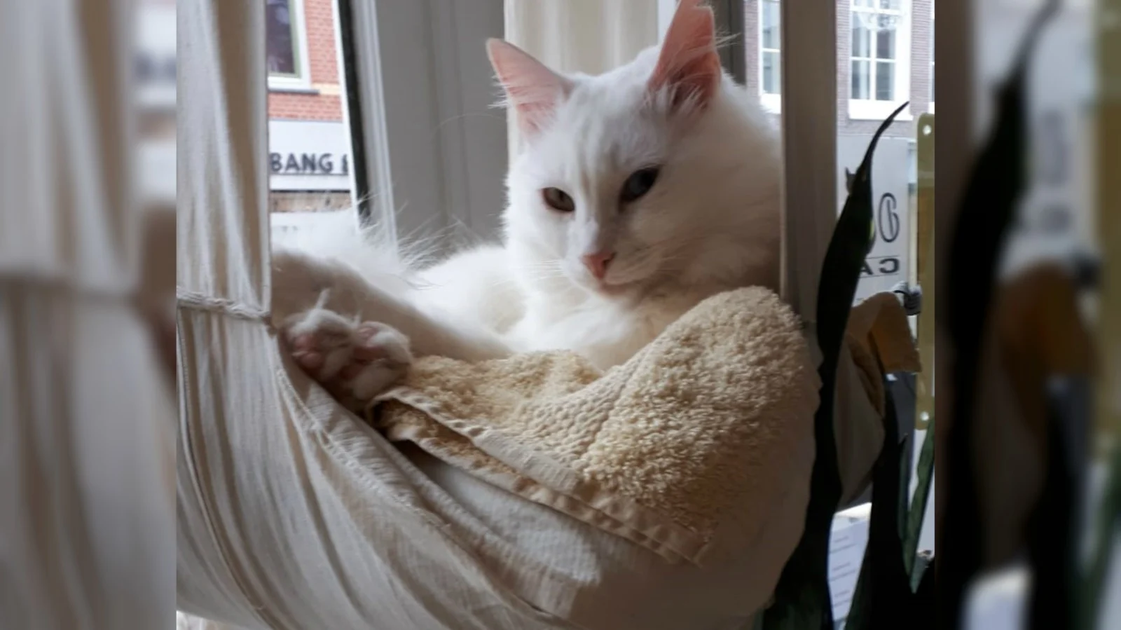 Katten in kattencafé Alkmaar 'vervelend en chagrijnig' door wegblijvende bezoekers