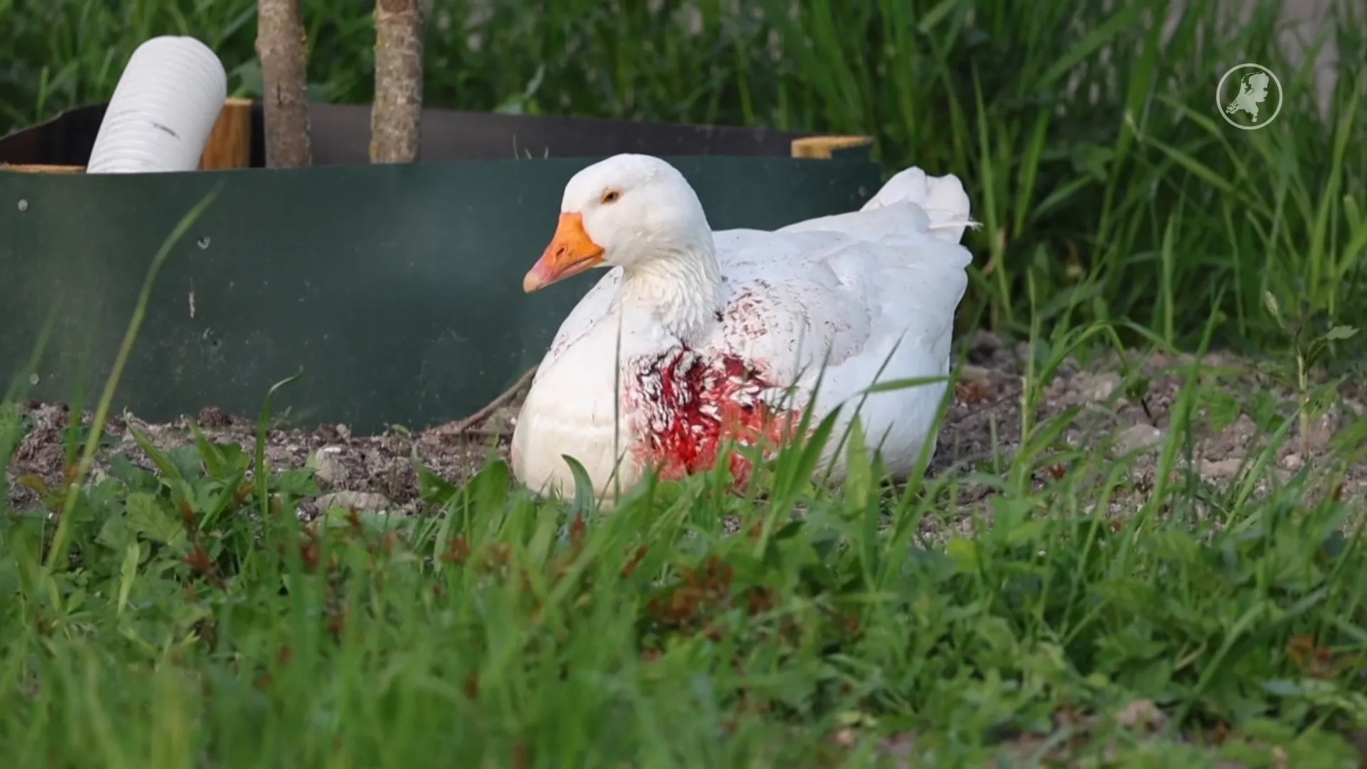 Ernstig gewonde gans ingeslapen in Zoetermeer, getuigen zien man met mes