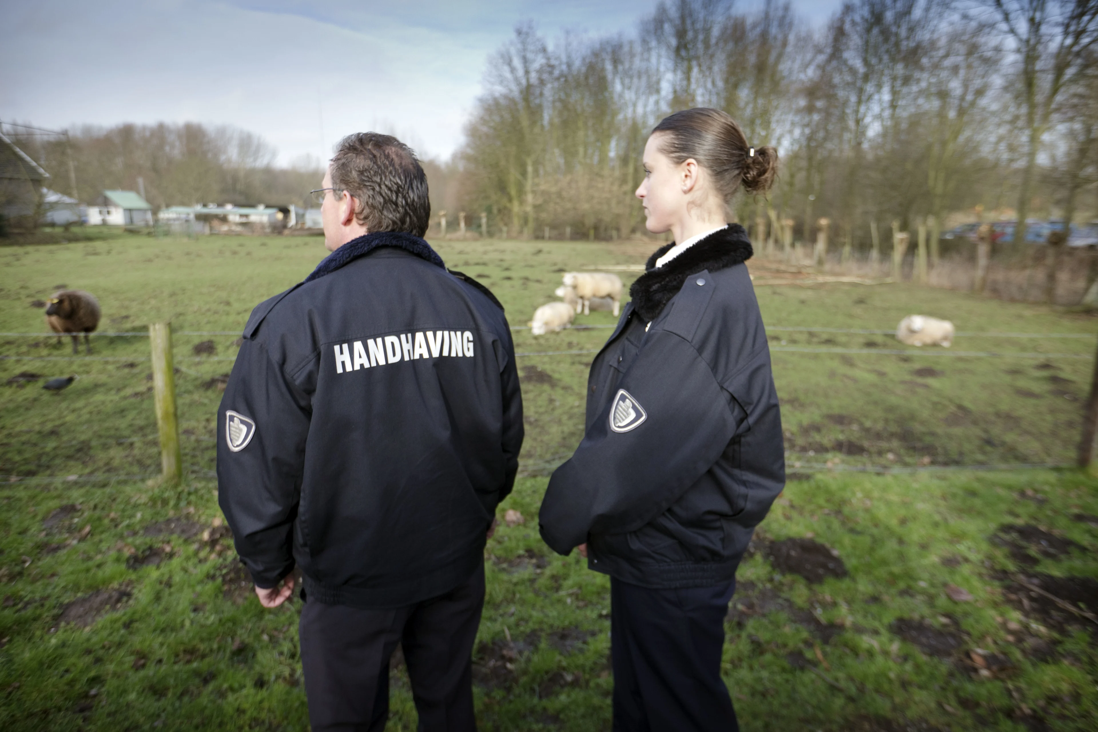 Politie haalt complete veestapel weg van boerderij vanwege verwaarlozing