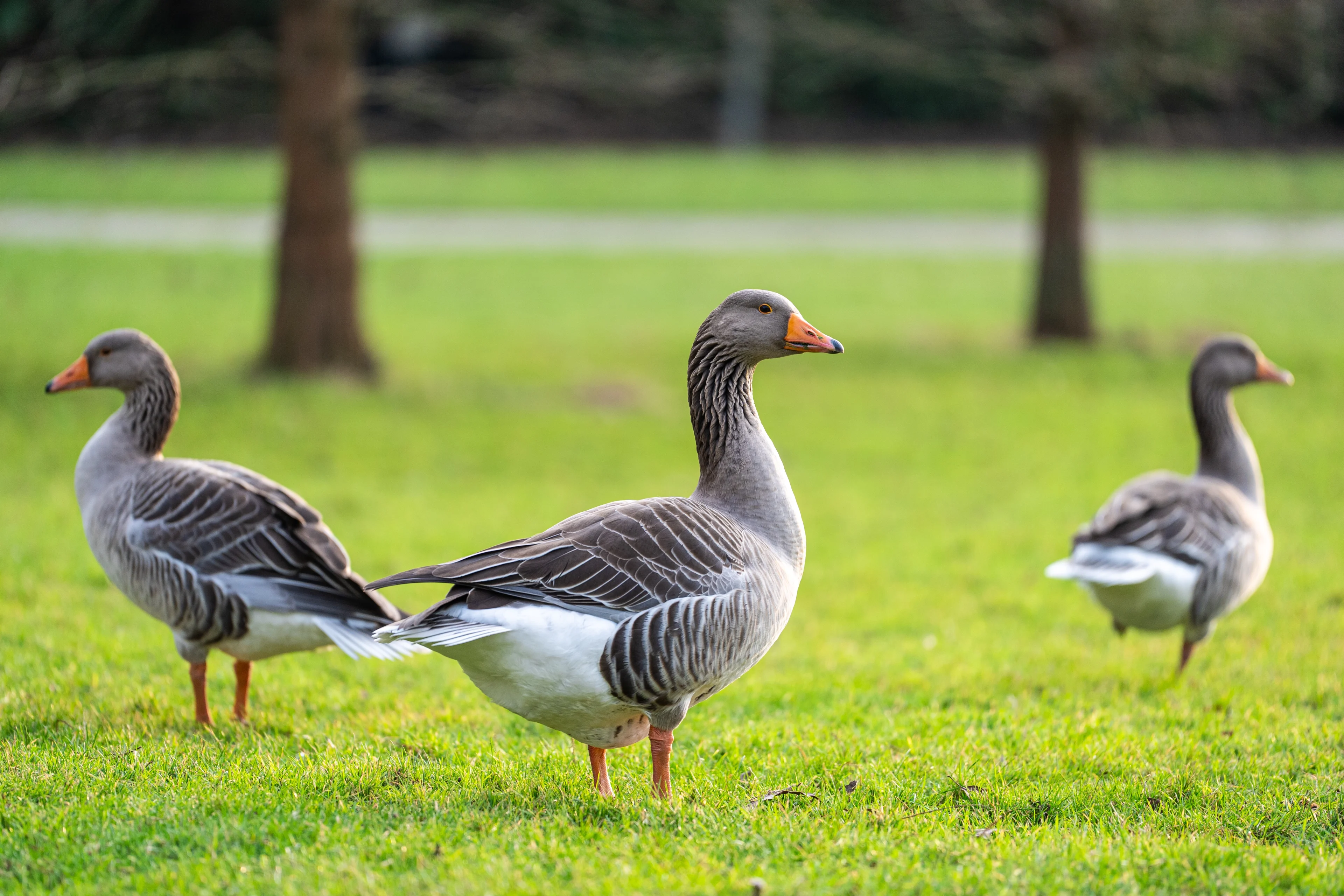 Opnieuw dode dieren gevonden in Schollebos, dit keer vier ganzen