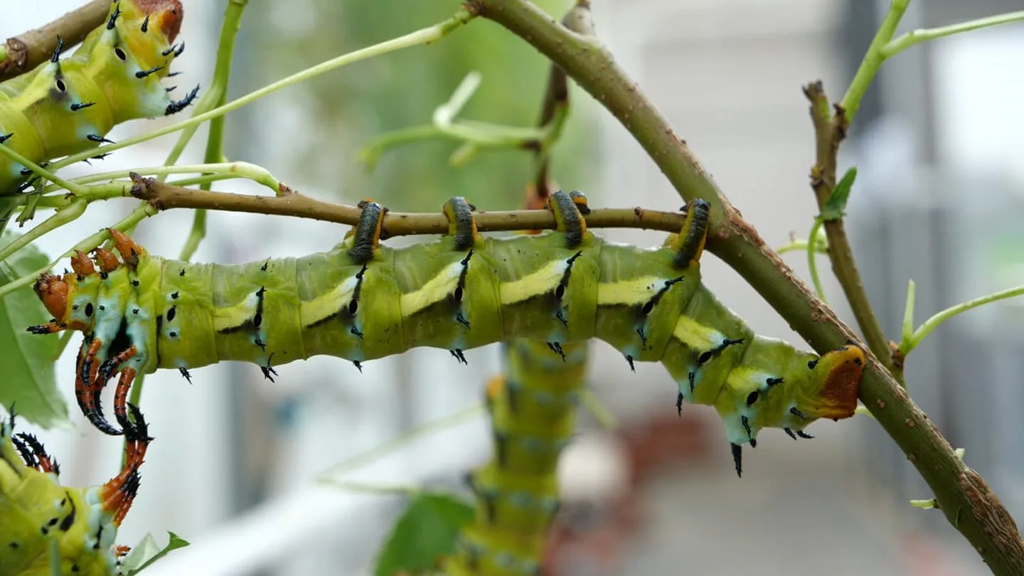 Grootste rups ter wereld jaagt bezoekers vlindertuin Harskamp stuipen op het lijf