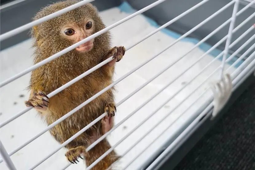 Twee dwergzijdeaapjes in beslag genomen bij Tilburger