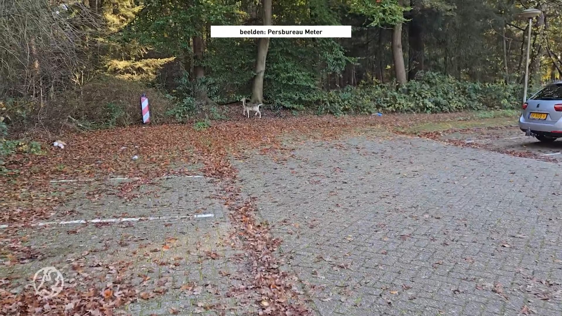 Drie hertjes ontsnappen uit hertenkamp in Hoogeveen