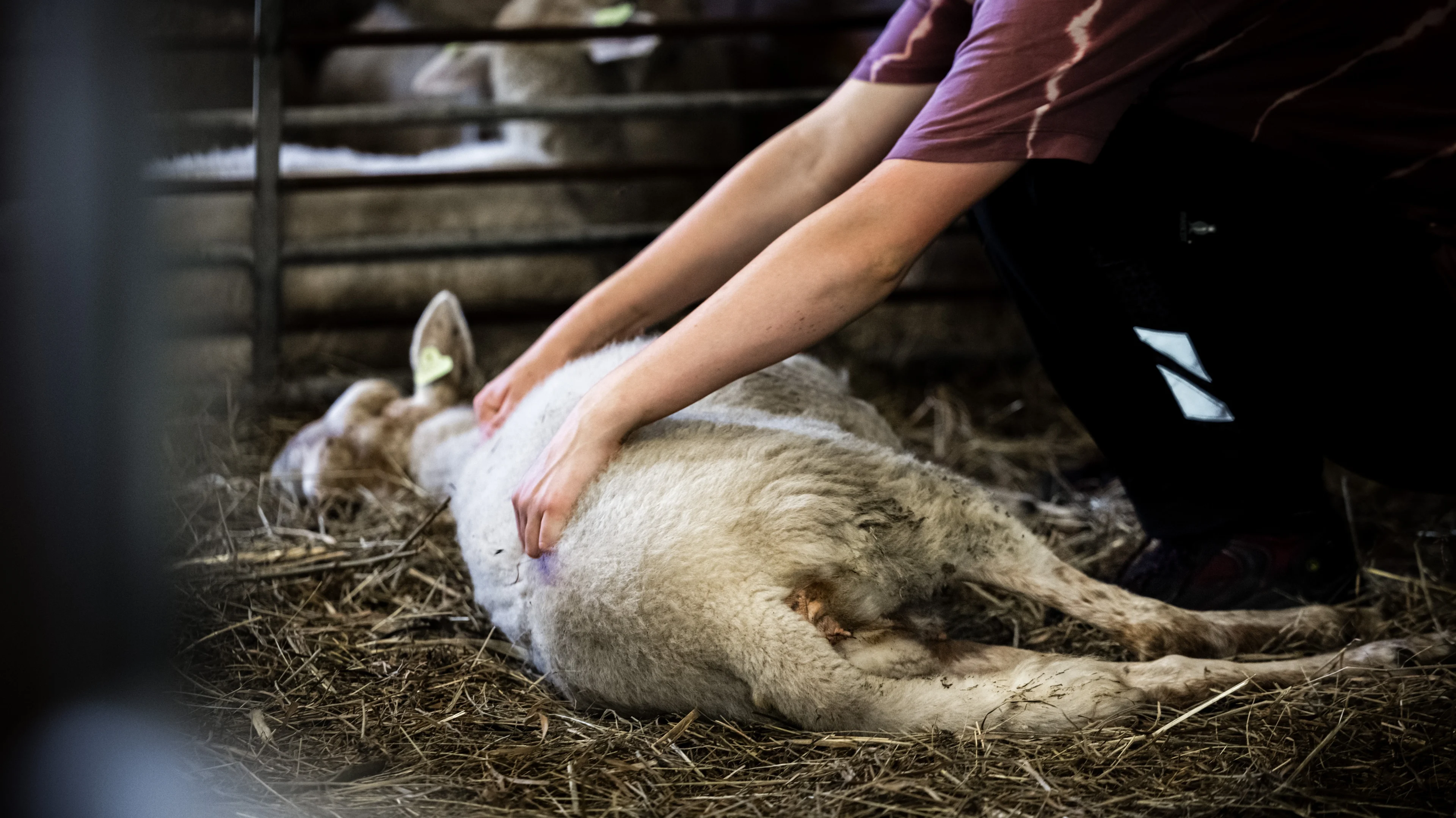 Boeren geschokt: nieuw type dodelijke blauwtong in Nederland, eerste in Europa