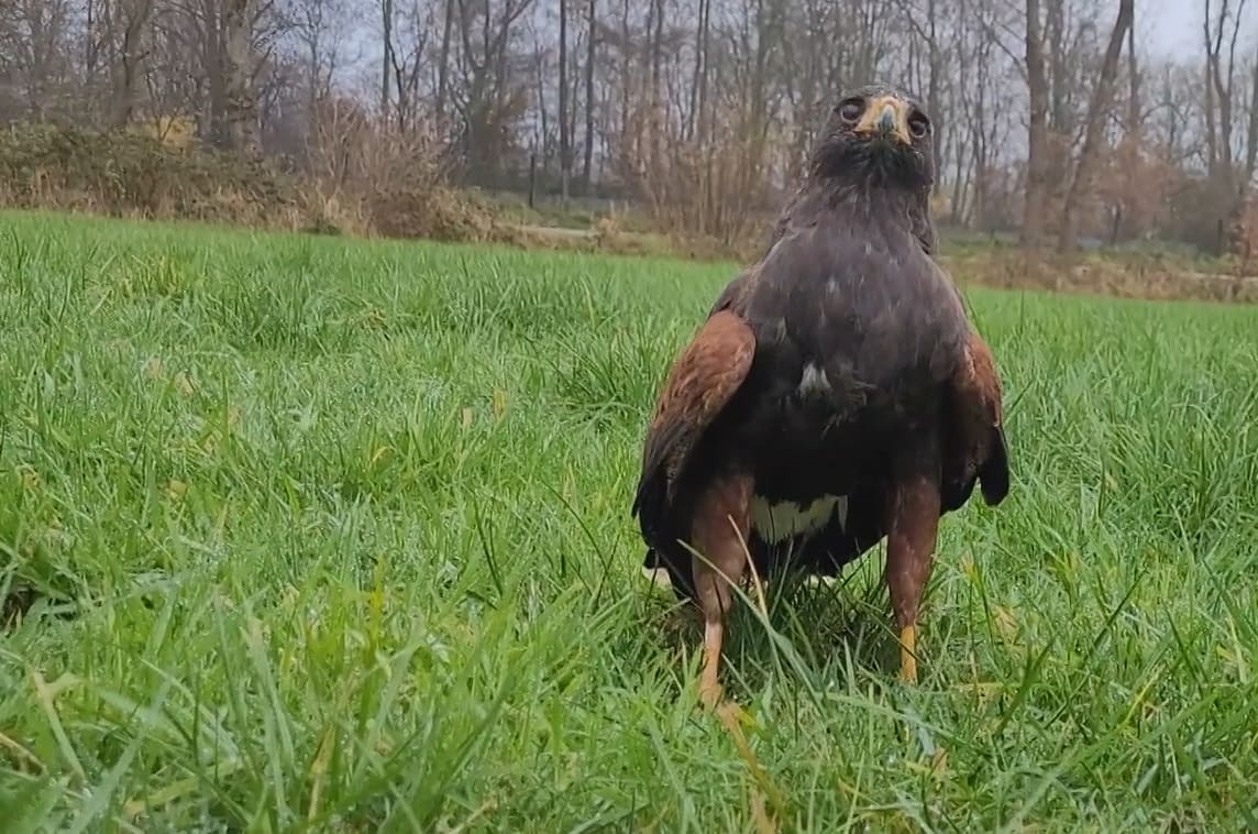 Bijzondere Zuid-Amerikaanse woestijnbuizerd vermist: 'Hij vliegt graag boven mensen'