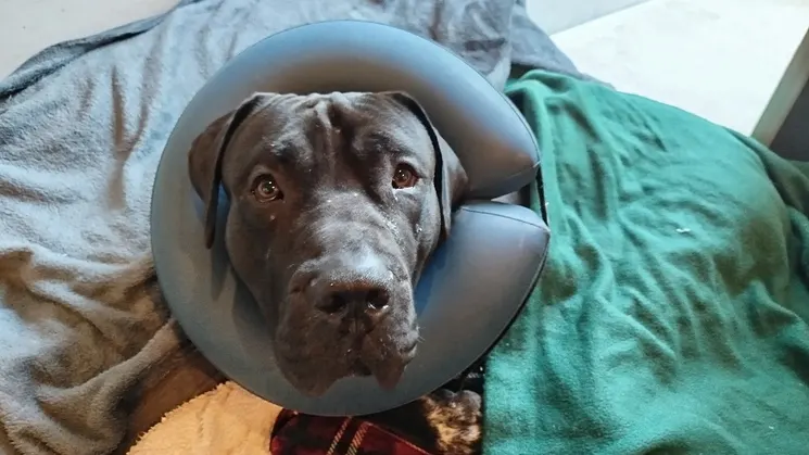 Hond Big Boy slikt tennisbal in tijdens spelen, dierenopvang start doneeractie