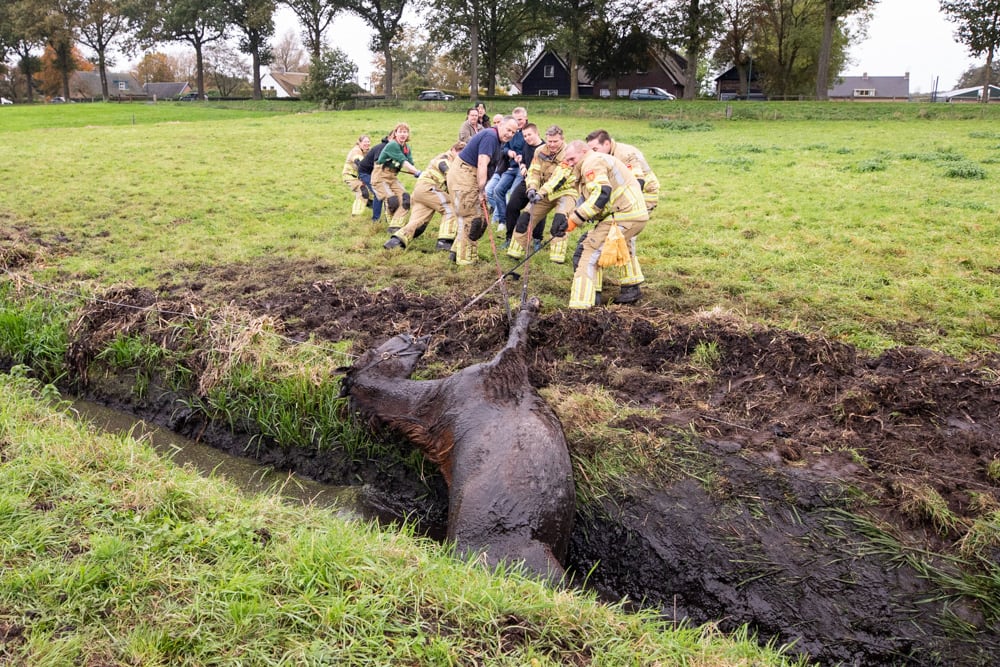 Brandweer en omstanders redden paard uit sloot