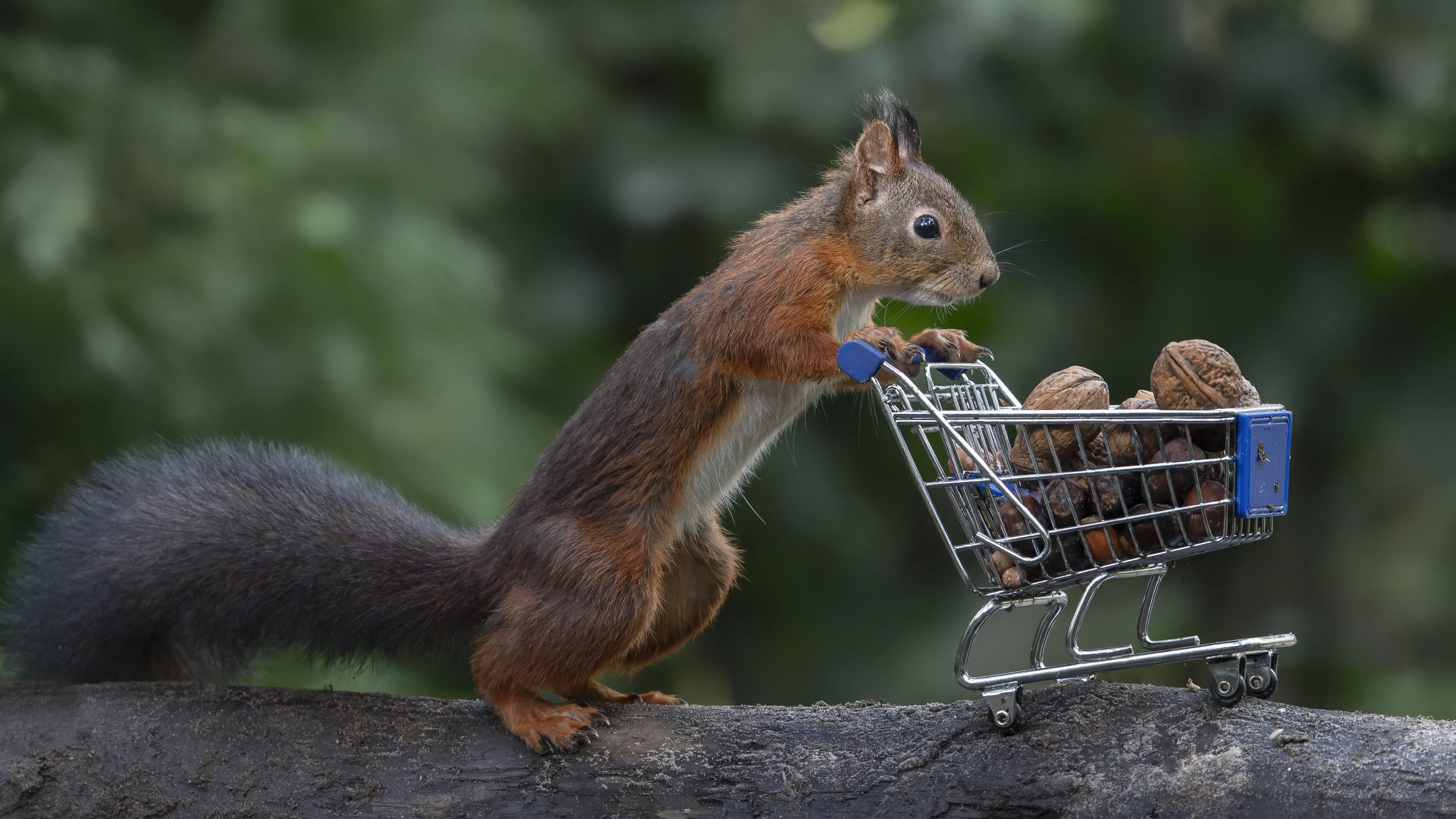 Waarom gaan foto's van eekhoorns zo vaak viral? 'Hun loopjes zijn al enorm grappig om te zien!'