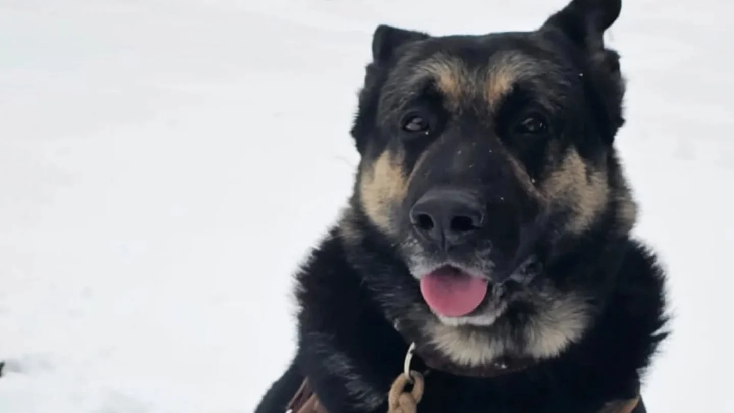 Hond Bumper gestolen in Zoeterwoude, politie doet getuigenoproep