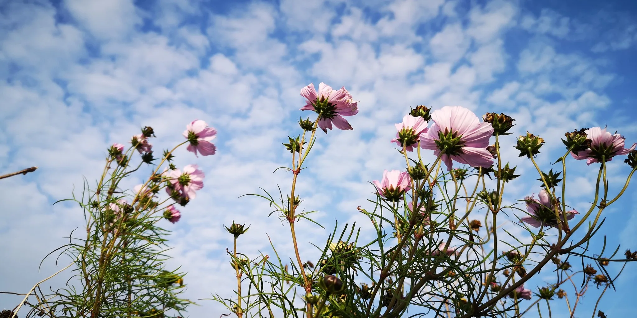 Vandaag zeer zacht weer, in het weekend geleidelijk wat kouder