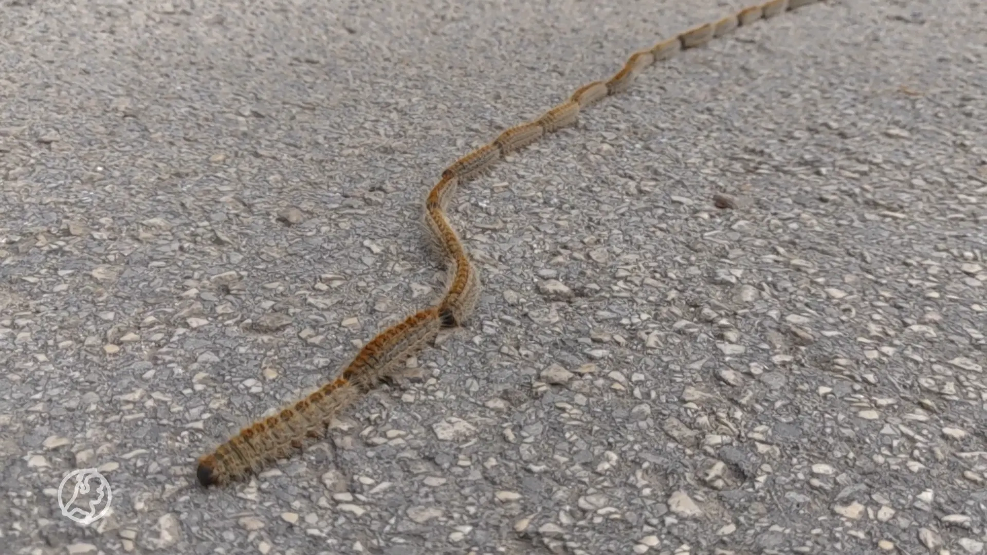 'Nieuwe' processierups bijna in Nederland