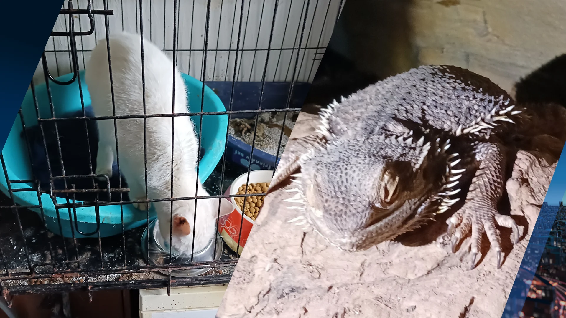 Verwaarloosde katten, hond en onderkoelde baardagaam gered uit vervuilde woning