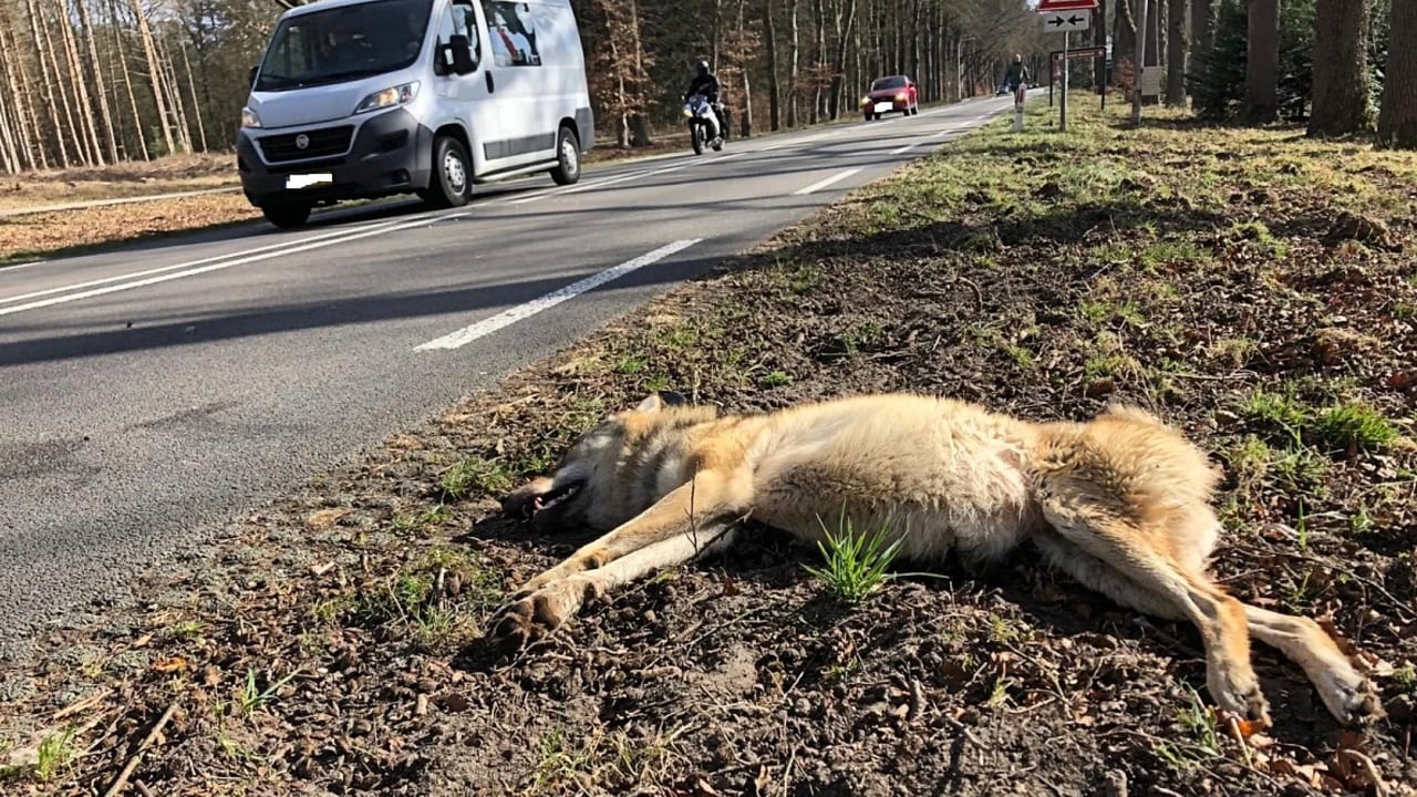 Doodgereden wolvin op de Veluwe was zwanger van acht welpjes