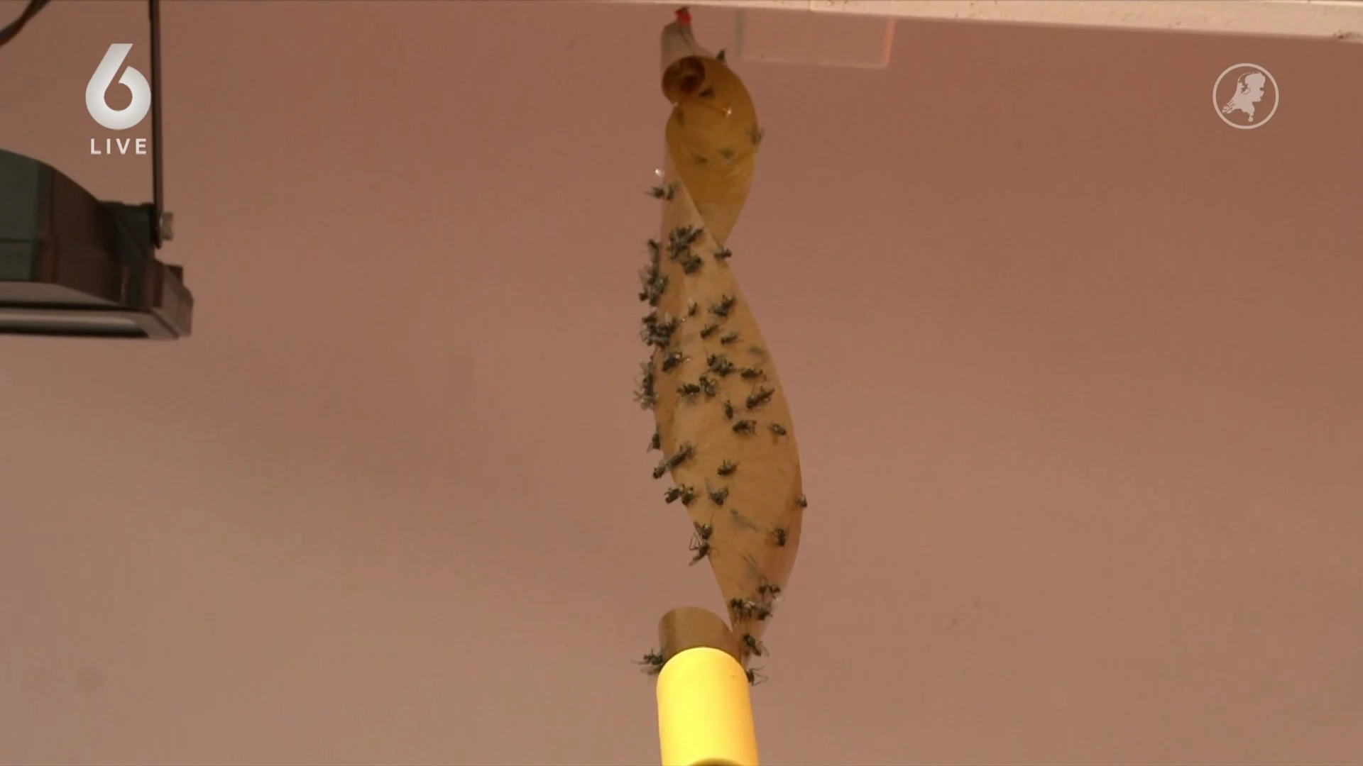 Bewoners moedeloos door vliegenplaag, veroorzaker blijft nog jaren