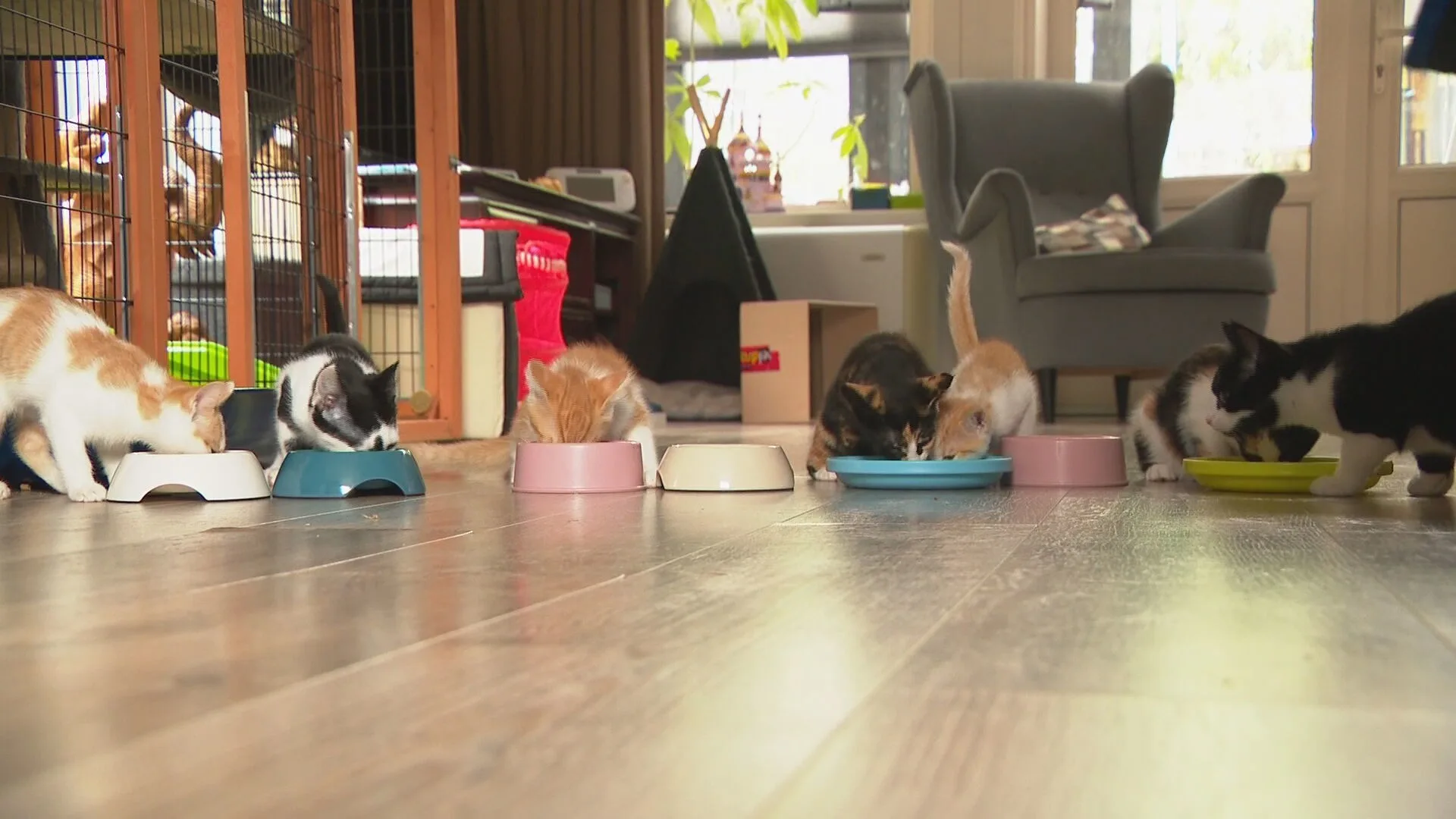 Kittens worden massaal gedumpt, asiels en opvangcentra puilen uit